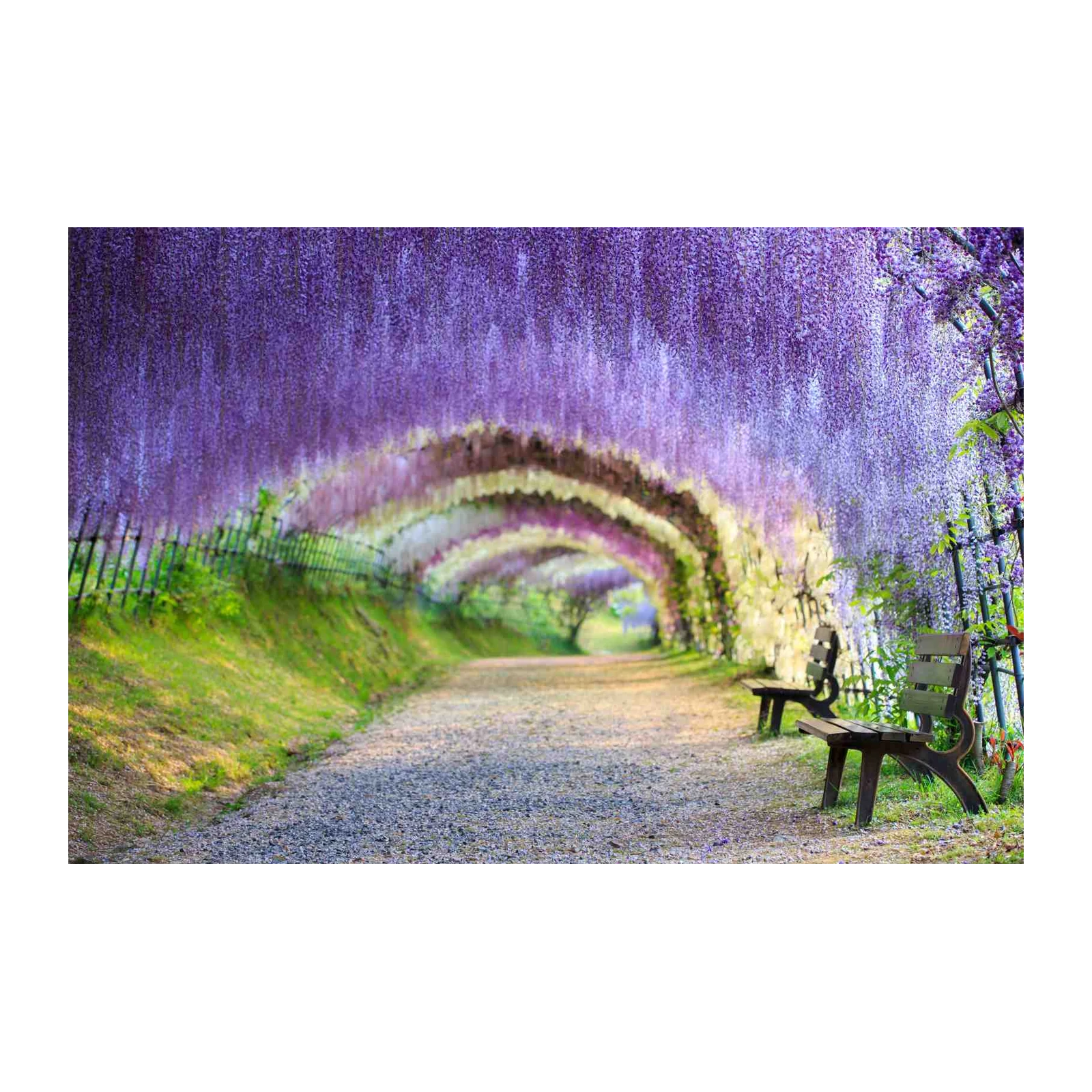 Enchanting Wisteria Tunnel Wall Art