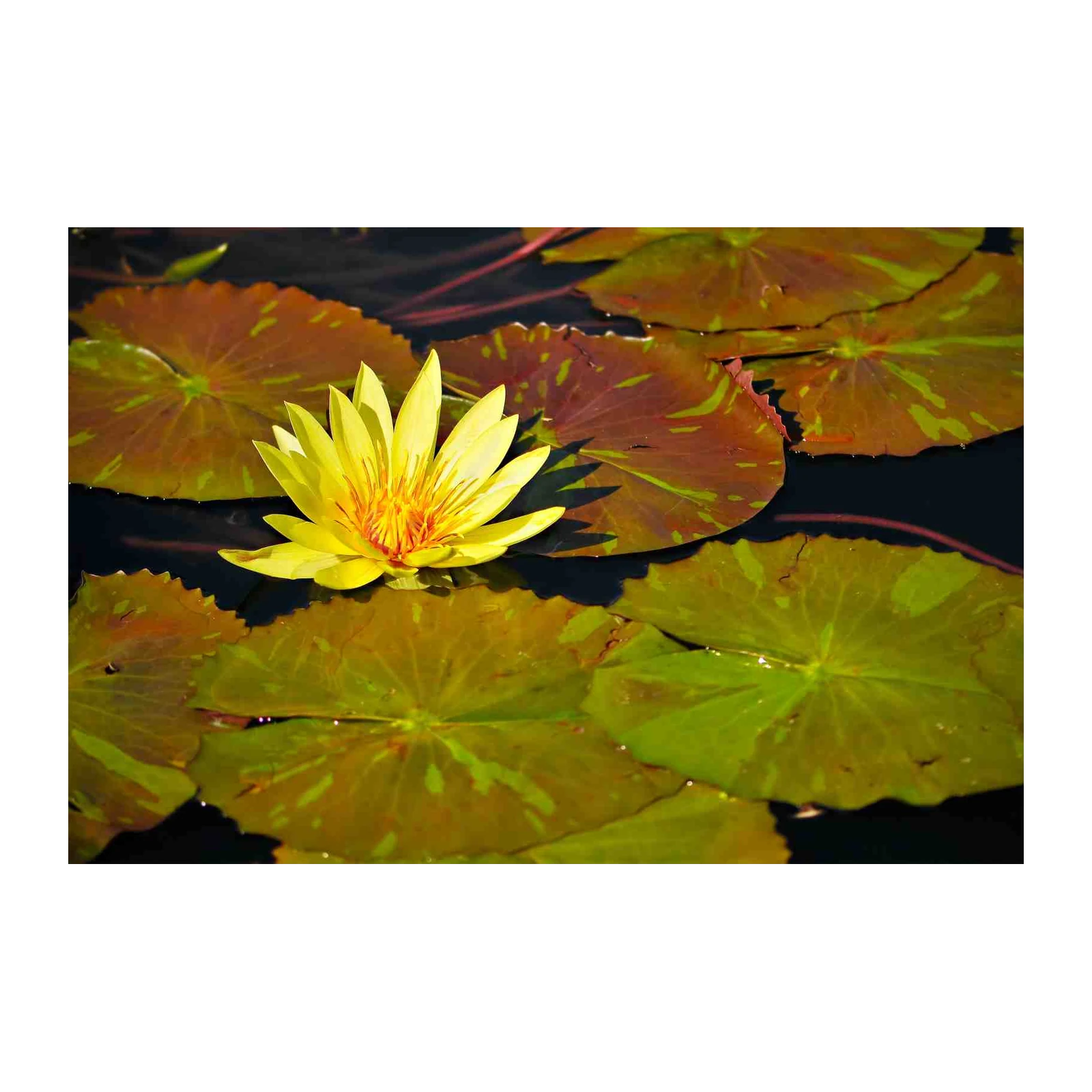 Vibrant Yellow Lotus Pond Wall Art