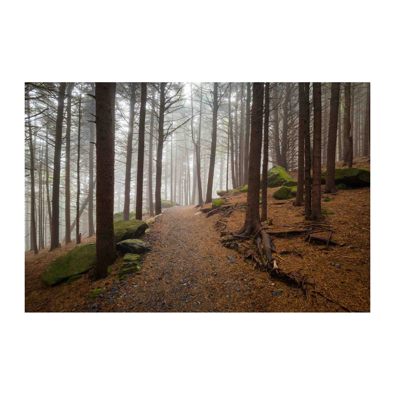 Misty Forest Path Mountain Landscape Wall Art