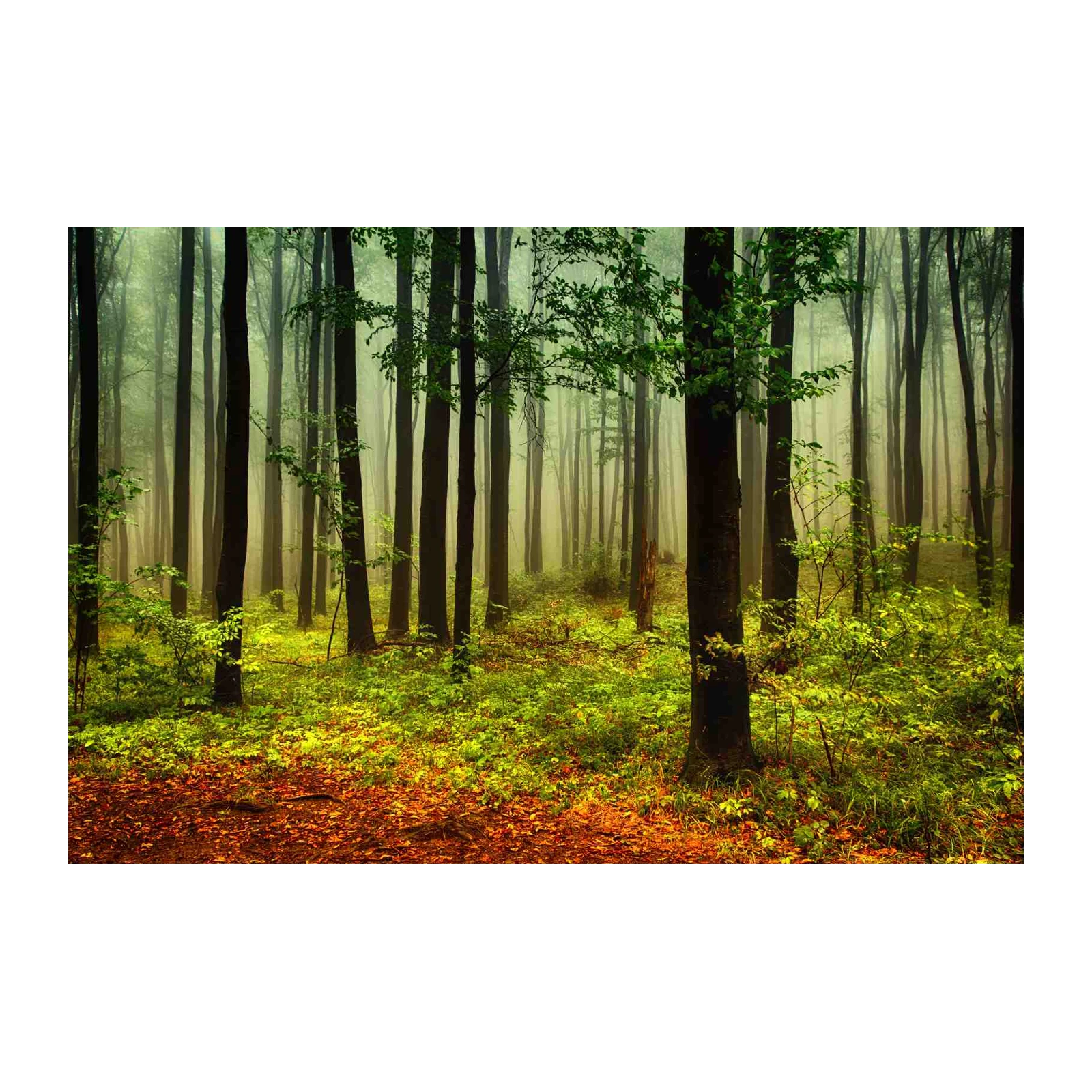 Misty Forest Pathway Wall Art