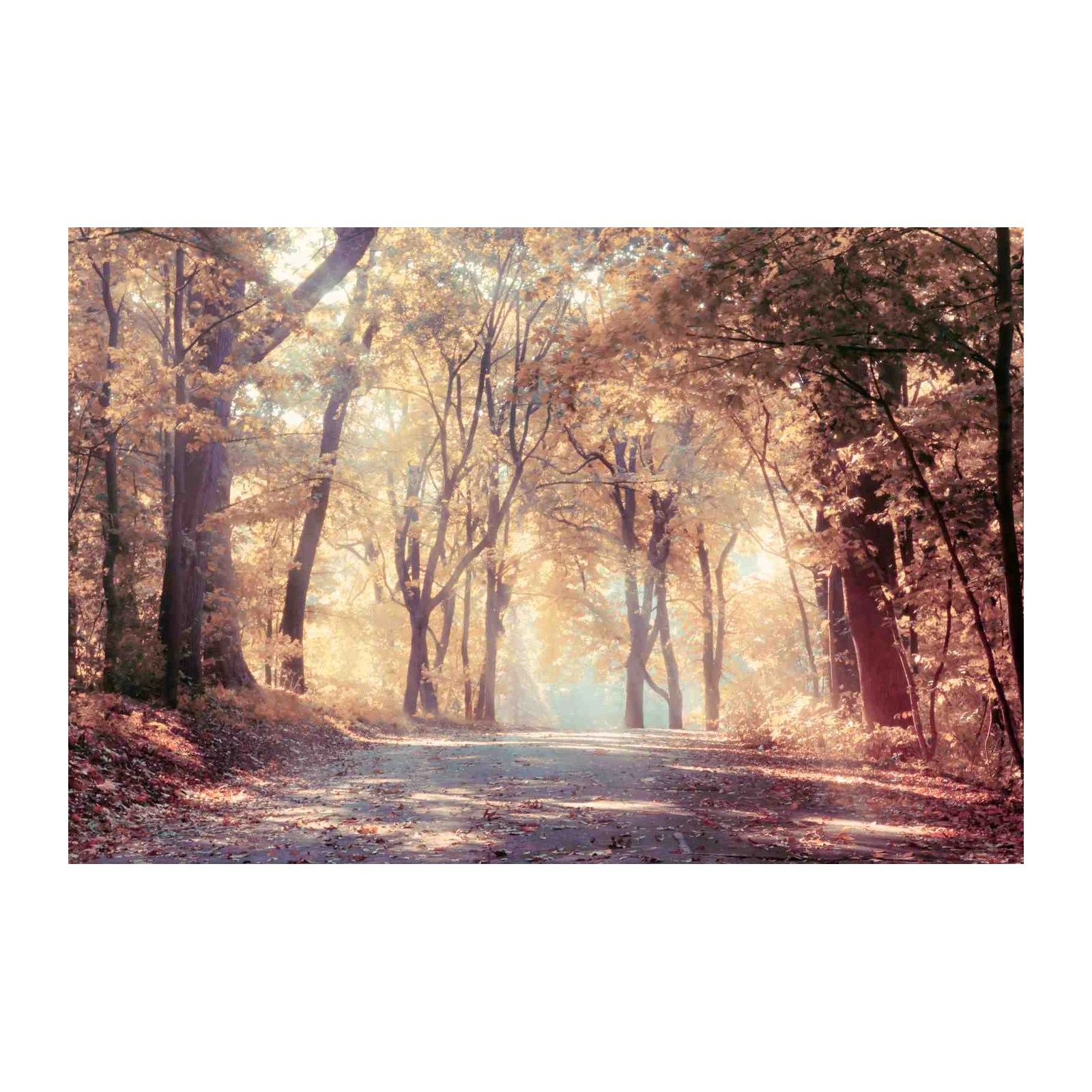 Autumn Forest Path Wall Art Wall Art