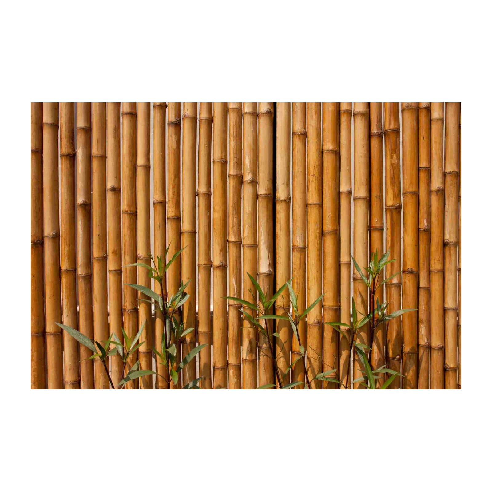 Natural Bamboo Wall Texture Wall Art