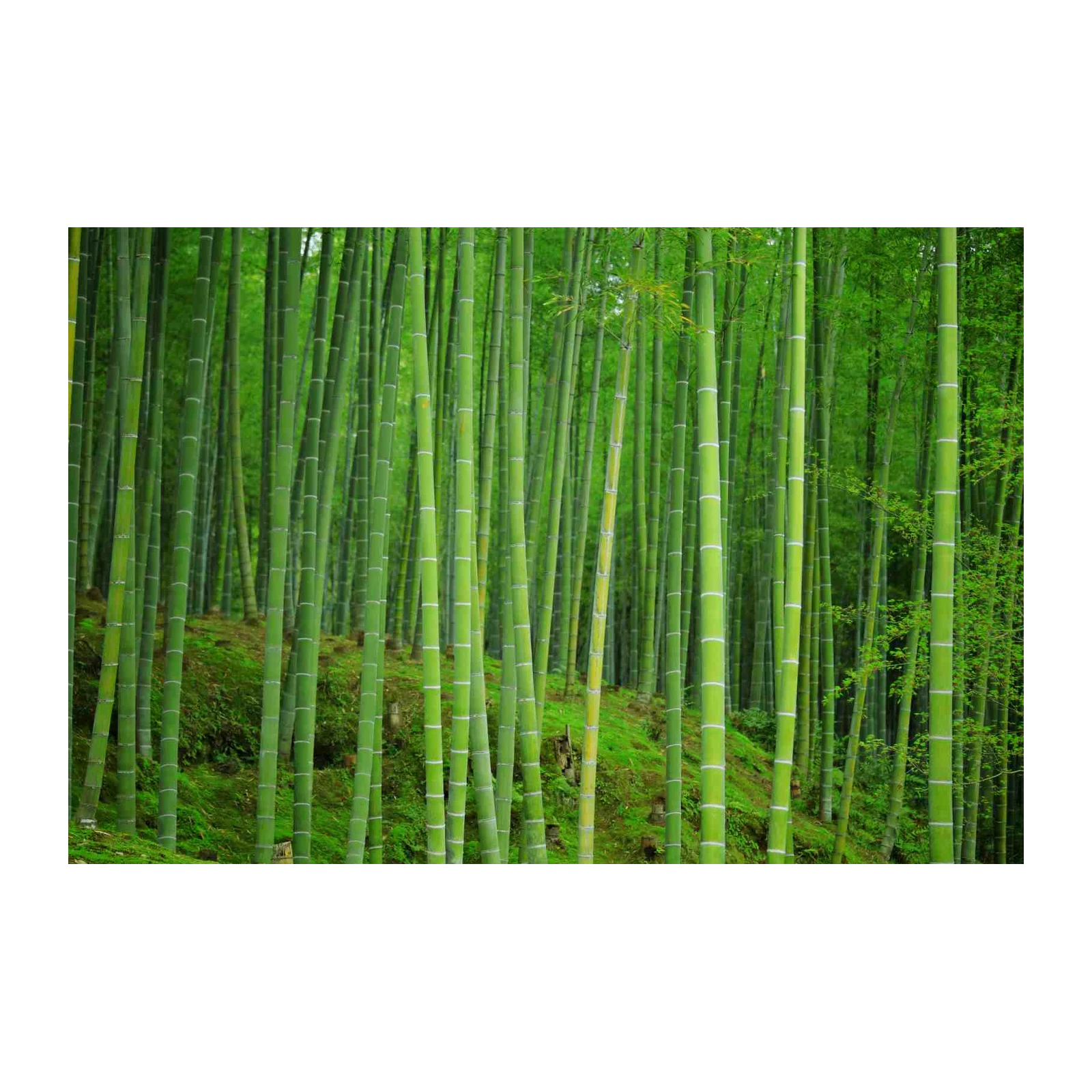 Serene Bamboo Forest Landscape Wall Art