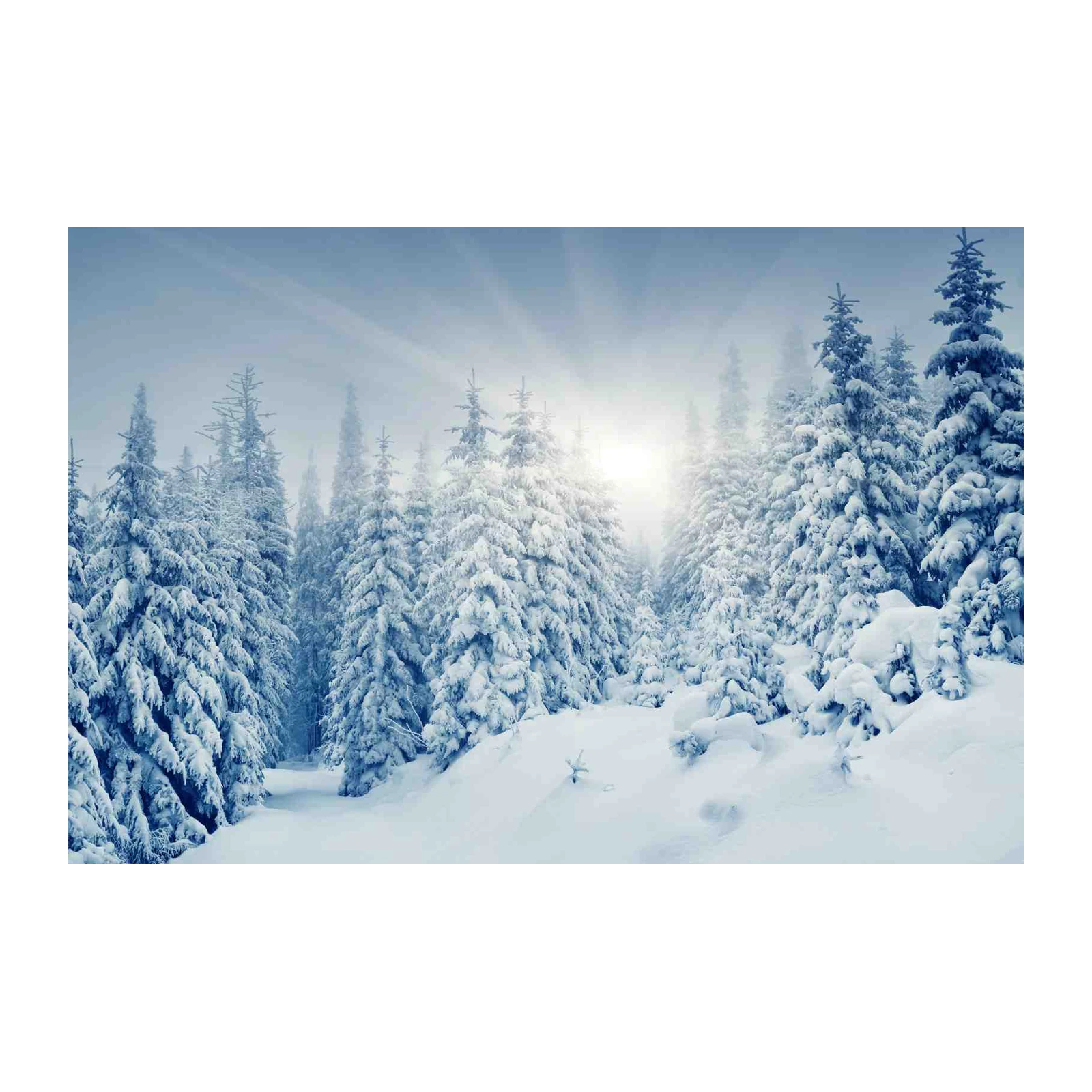 Snowy Forest Serenity Wall Art
