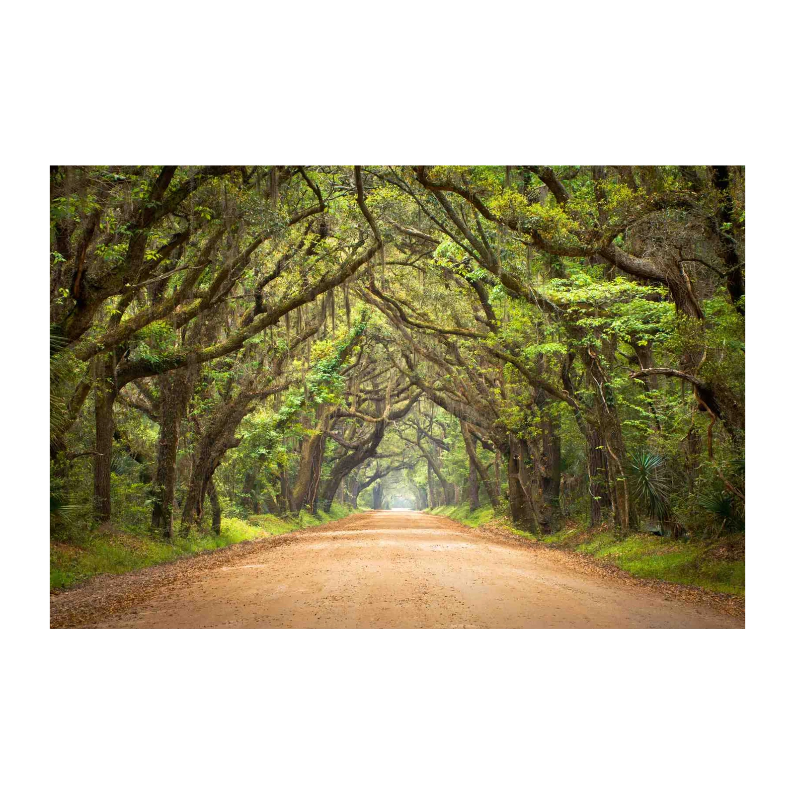 Enchanting Oak Alley Scenic Road Wall Art