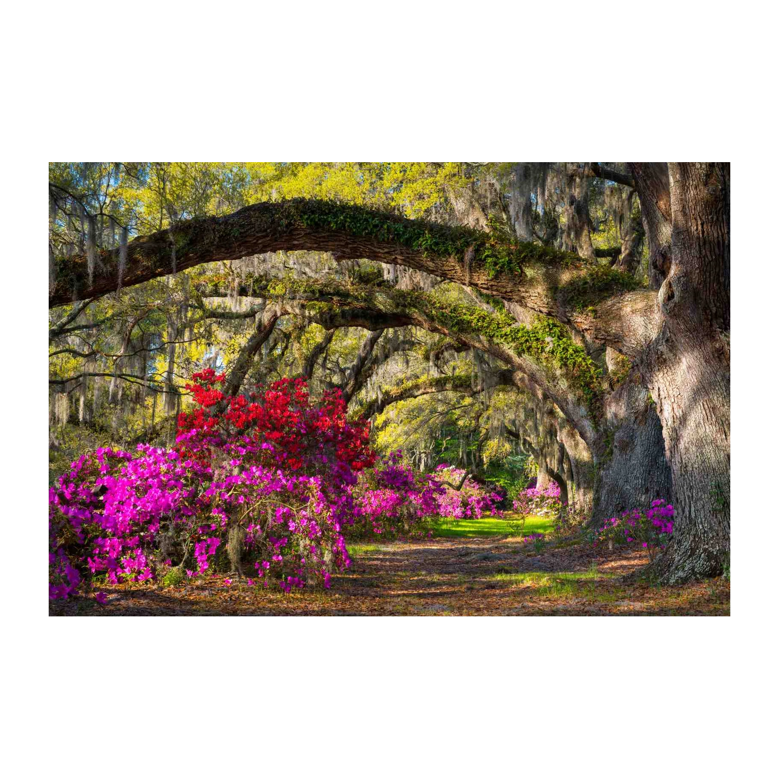 Enchanting Azalea Pathway Wall Art