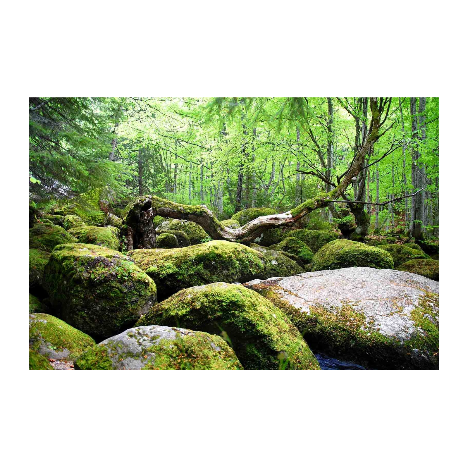 Enchanted Forest Mossy Rocks Wall Art