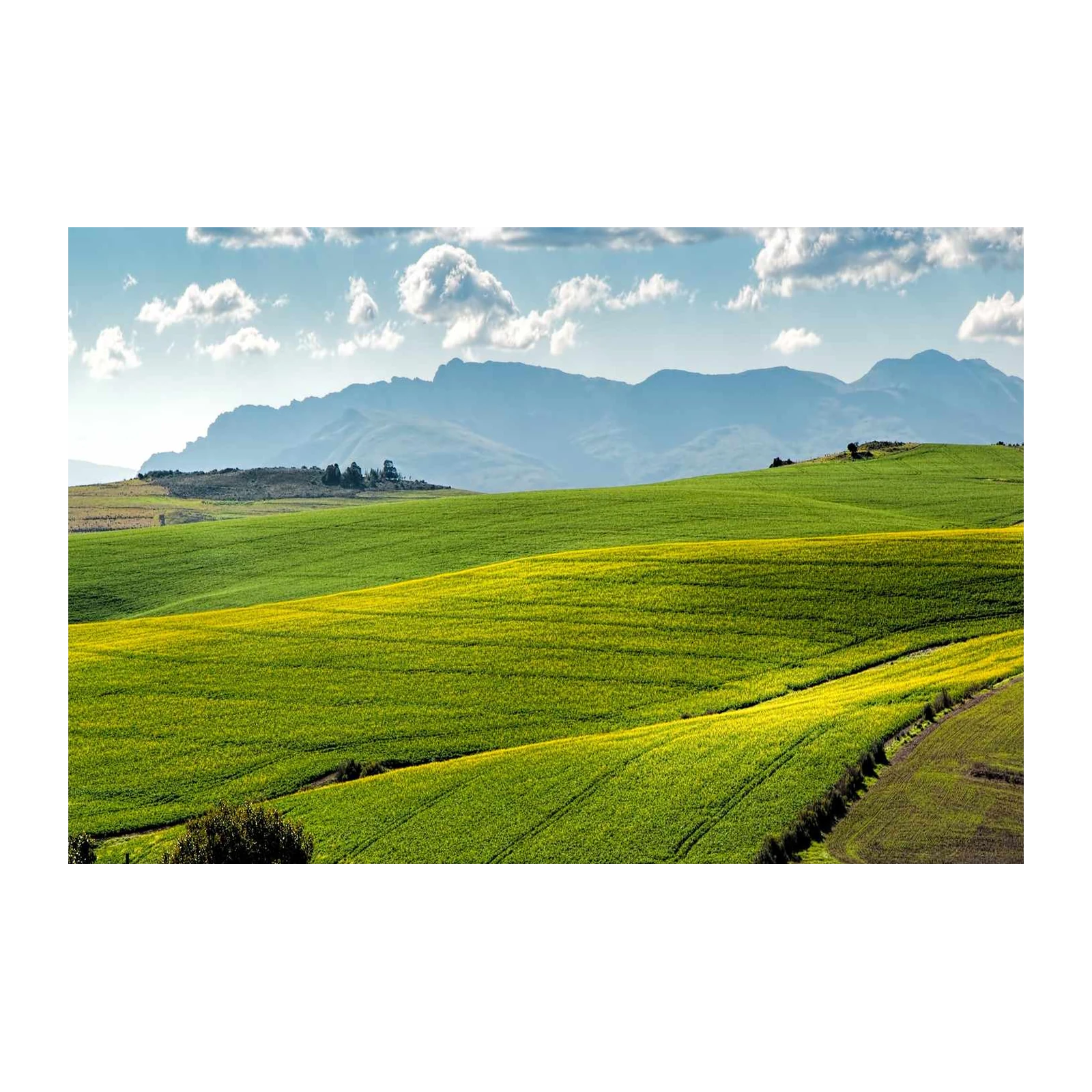 Rolling Green Hills & Yellow Flowers Wall Art