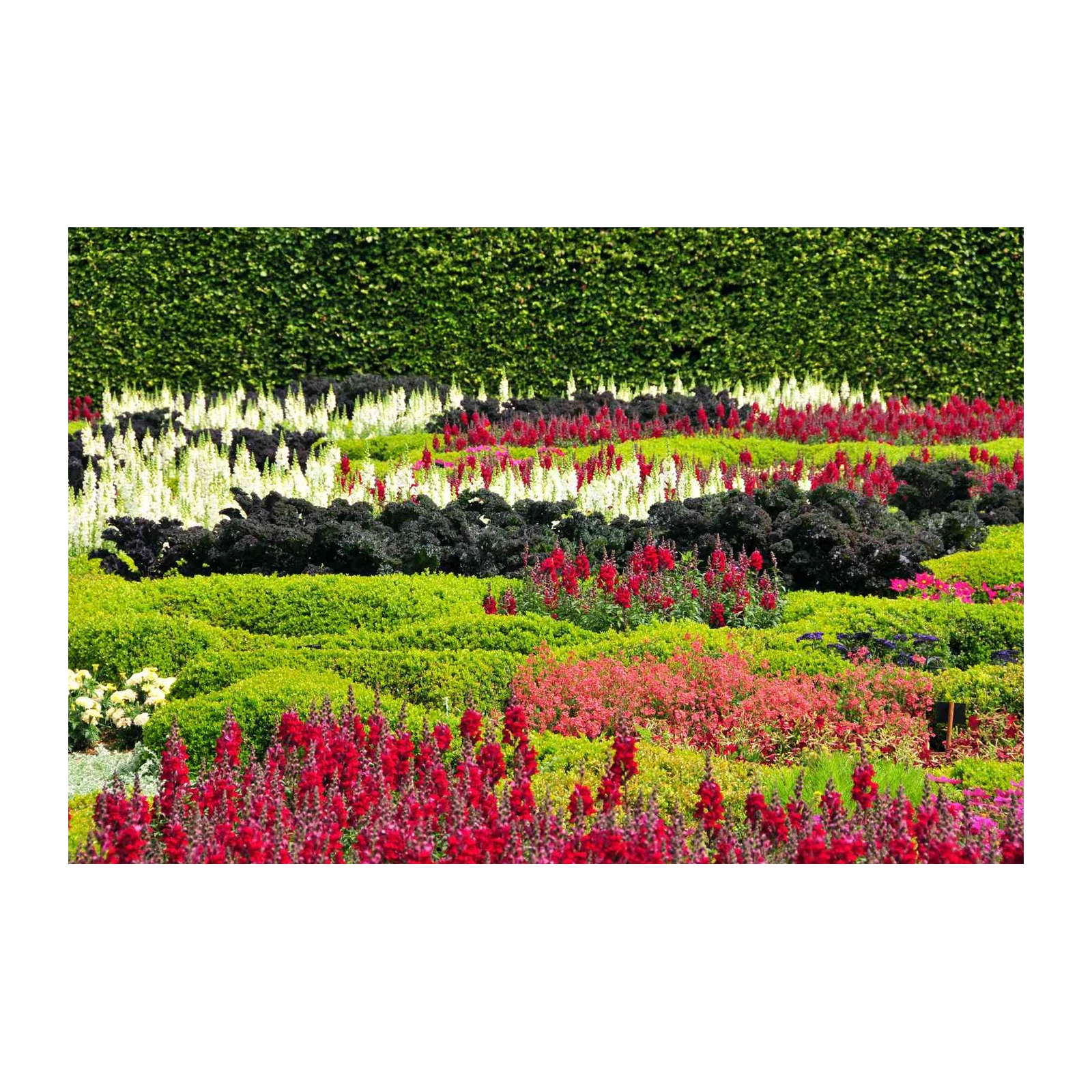 Vibrant Garden Blooms Wall Art