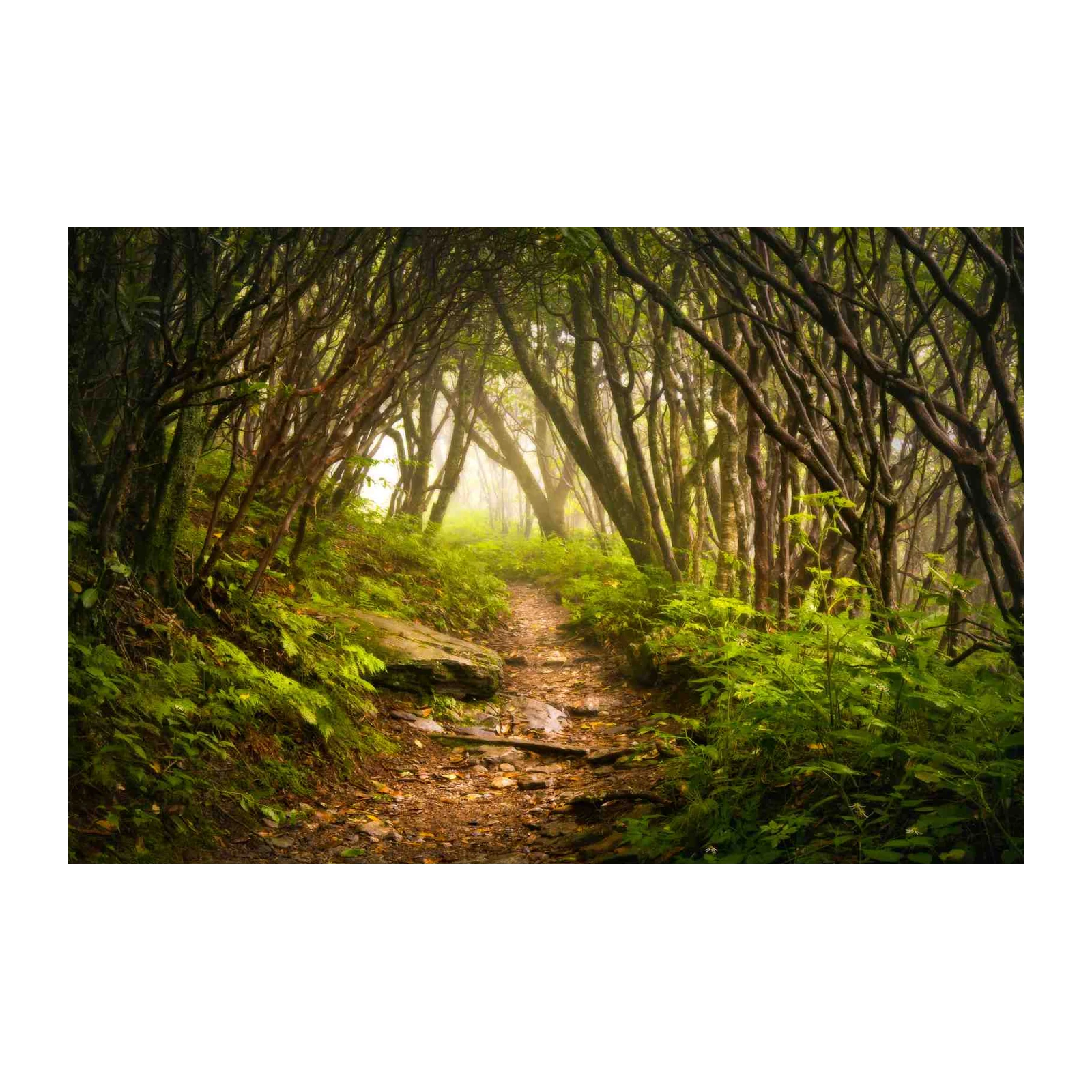 Mystical Forest Path Wall Art