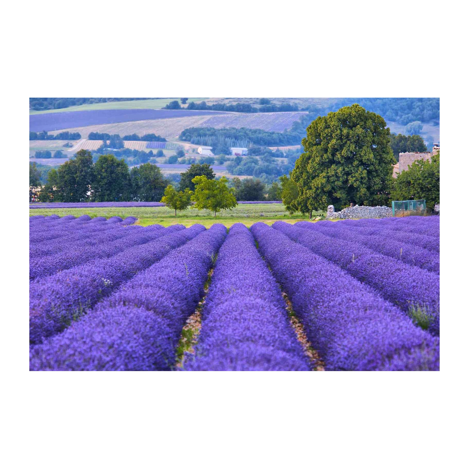 Provence Lavender Fields Serenity Wall Art