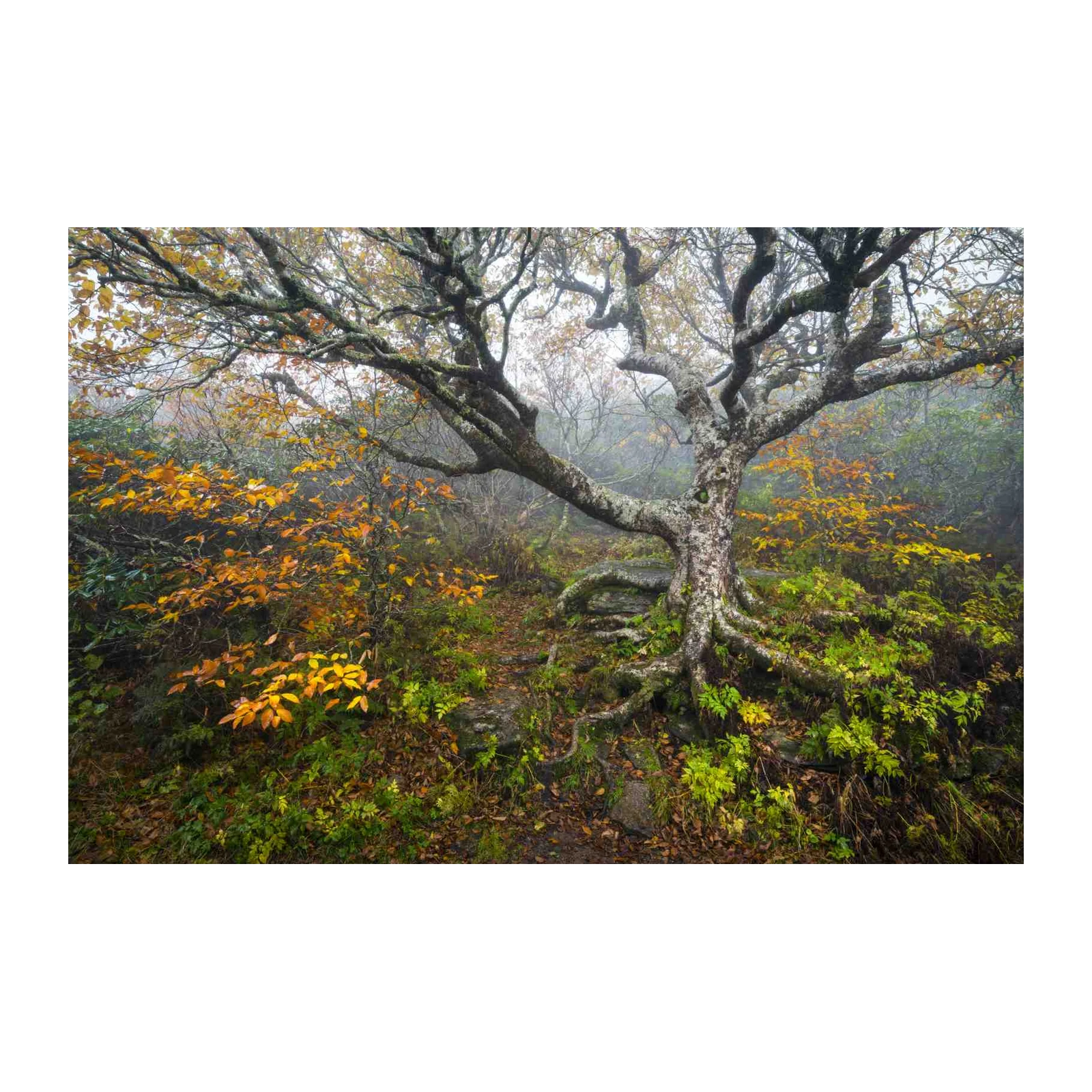 Misty Autumn Forest Tree Wall Art