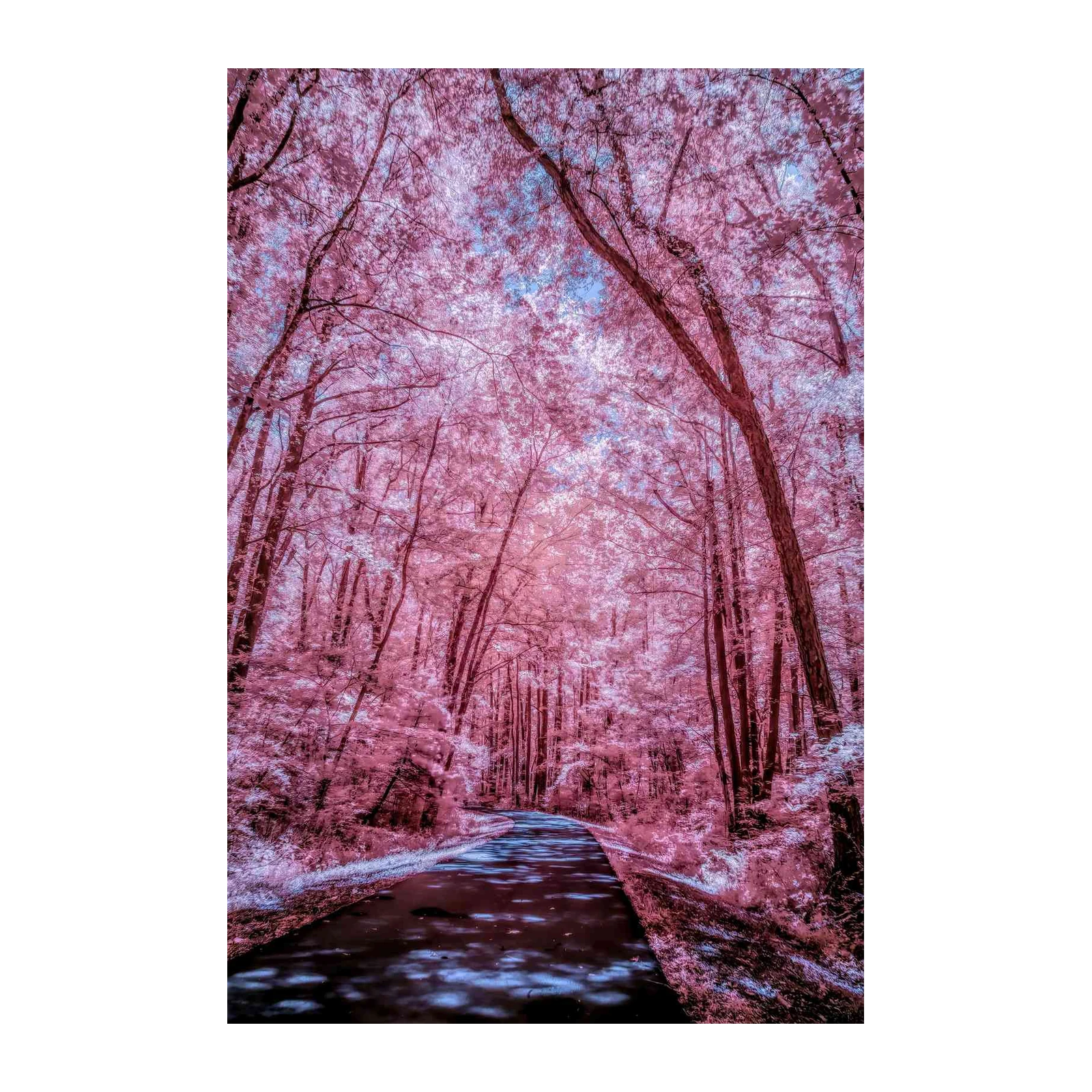 Enchanting Pink Forest Path Wall Art