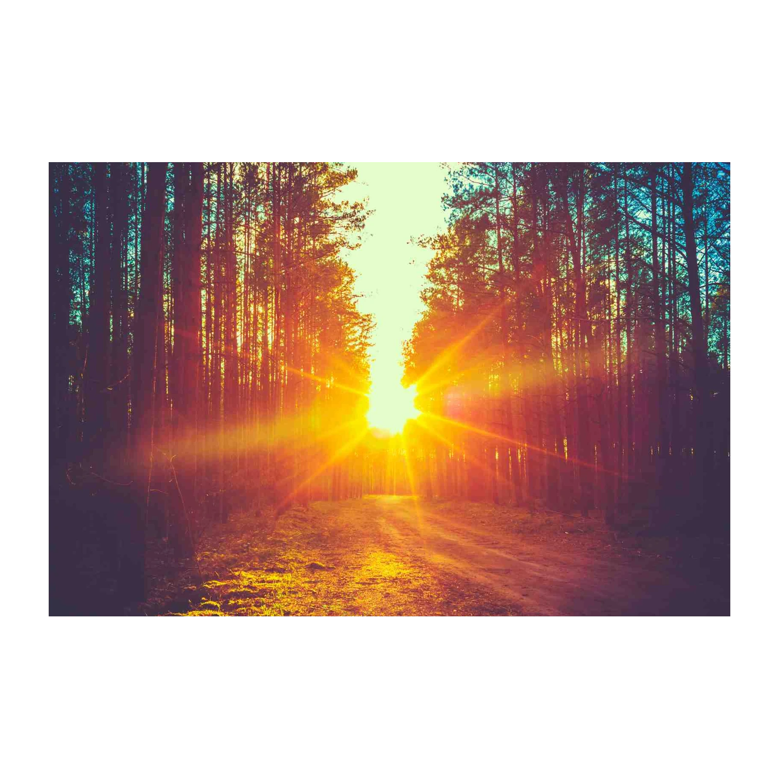 Golden Forest Path Sunset Wall Art