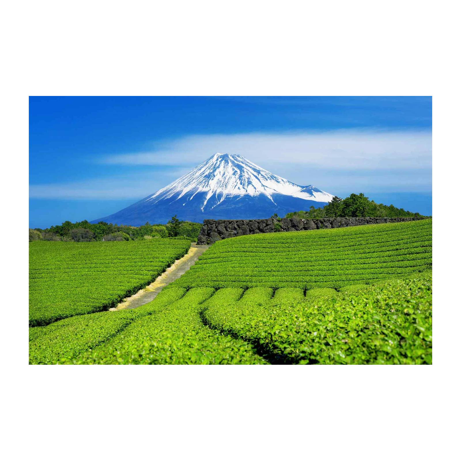Mount Fuji Tea Fields Wall Art