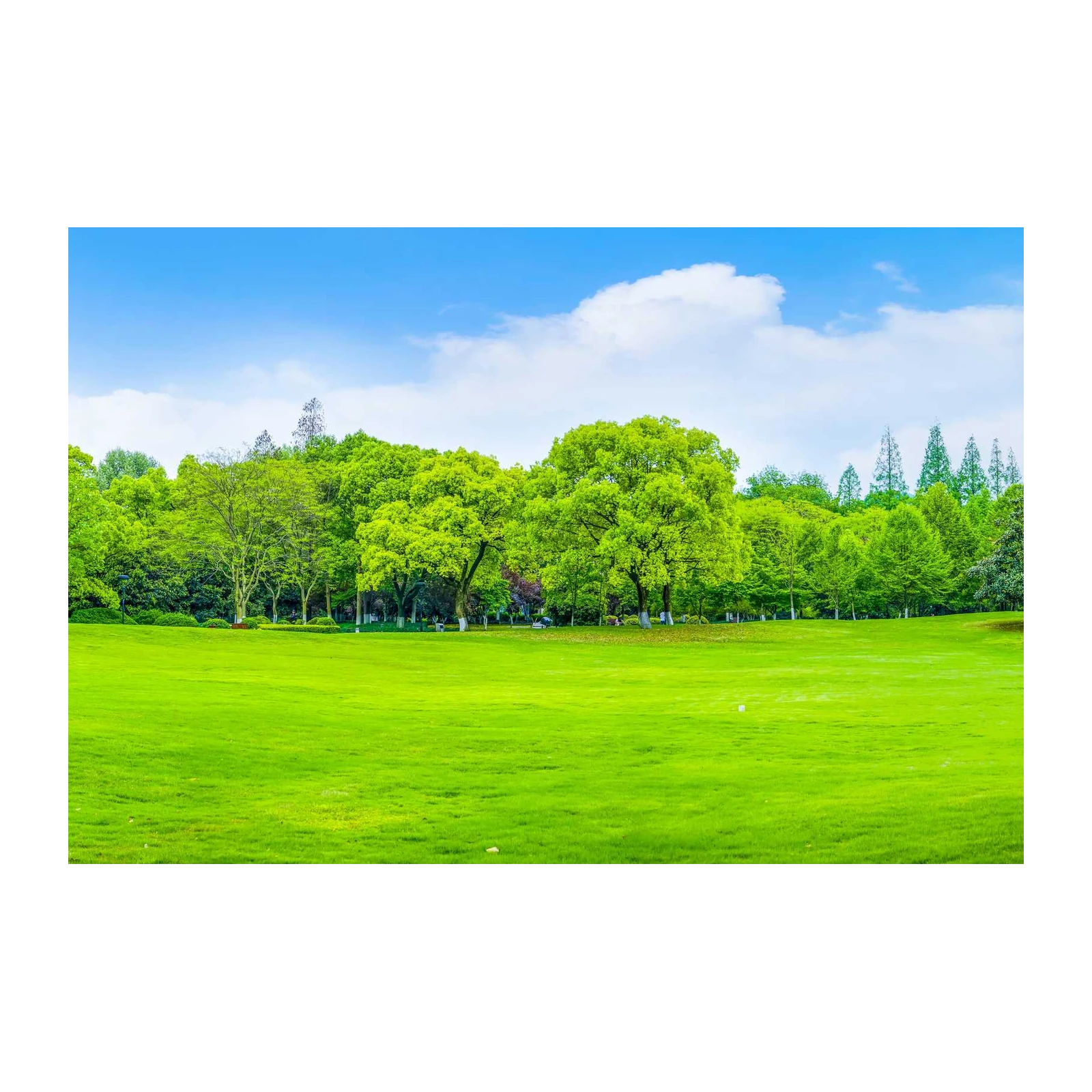 Vibrant Green Park Landscape Wall Art