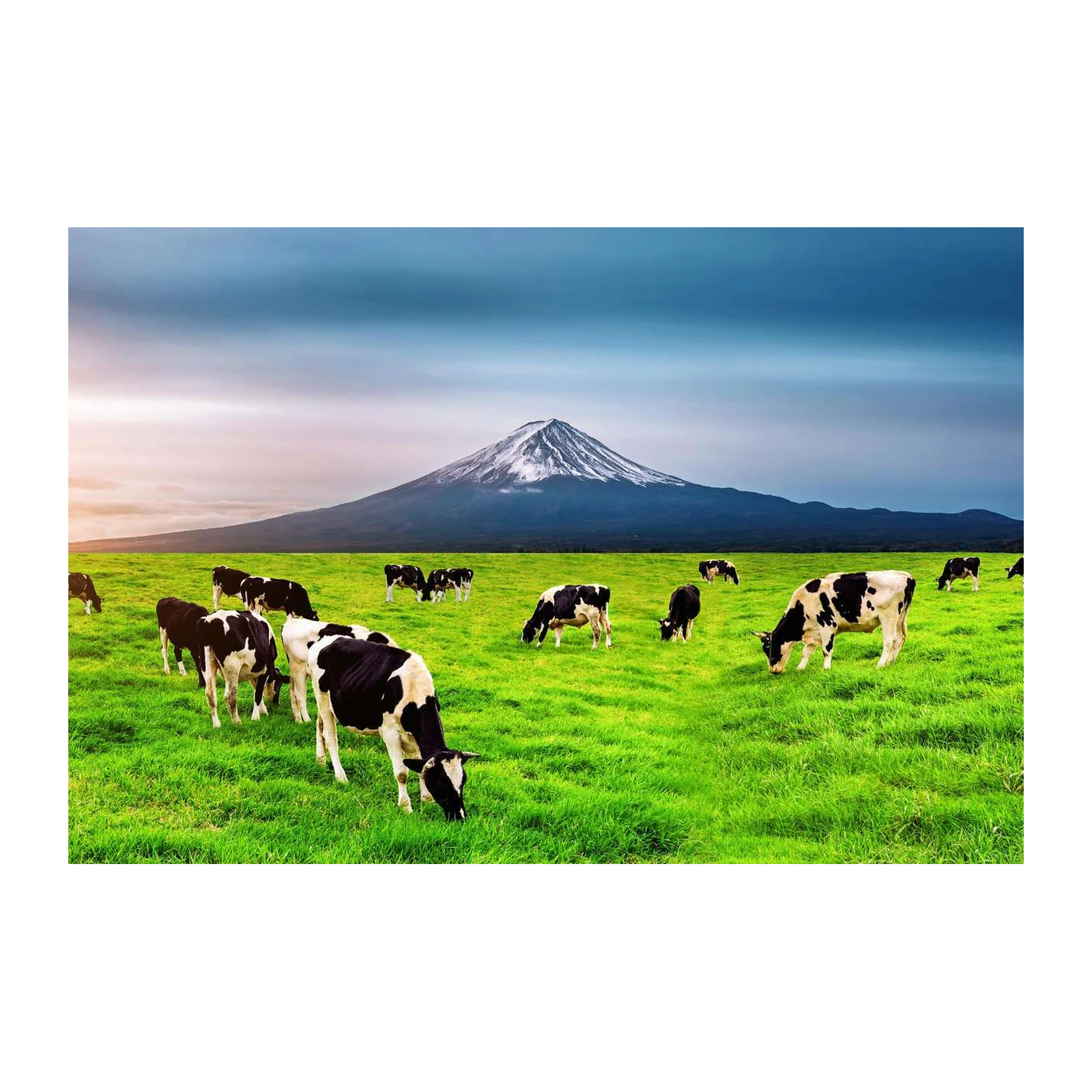 Serene Mountain Cows Meadow Wall Art