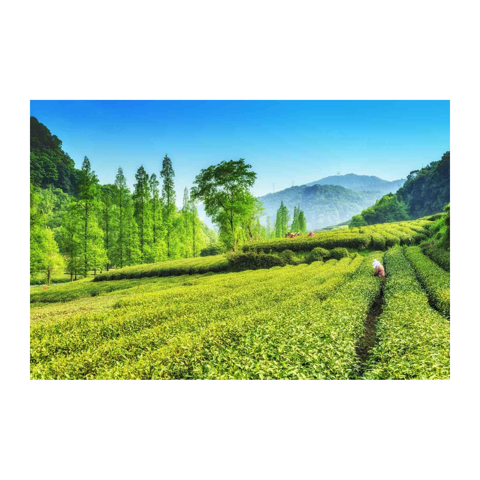Serene Tea Plantation Landscape Wall Art