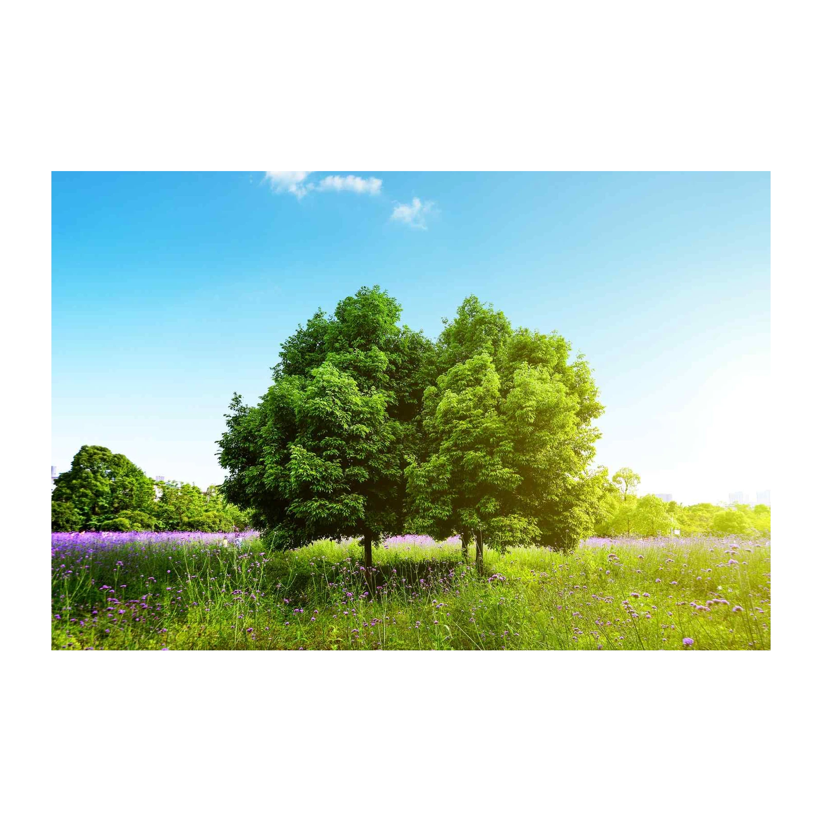 Serene Meadow Trees & Purple Flowers Wall Art
