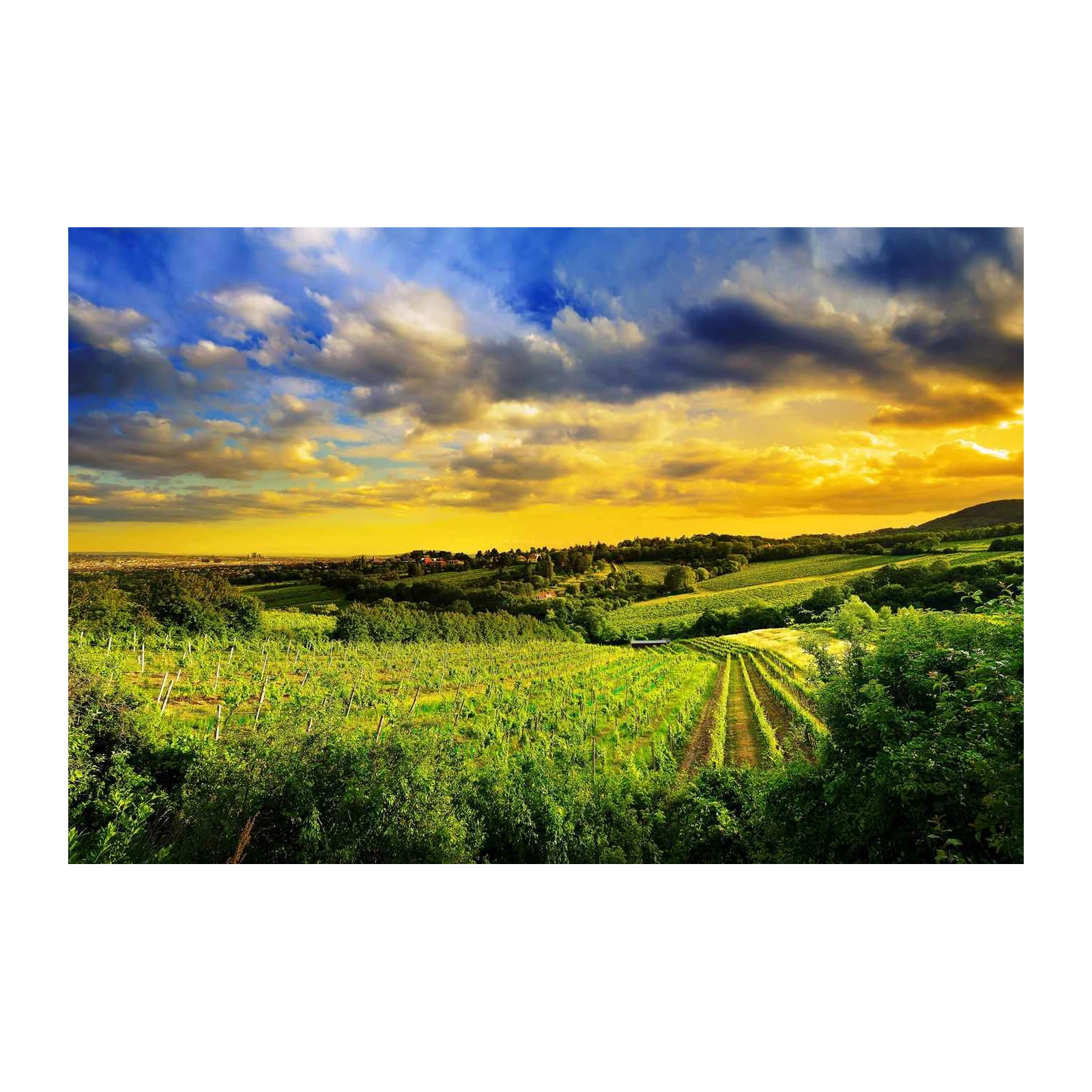 Golden Vineyard Landscape Wall Art
