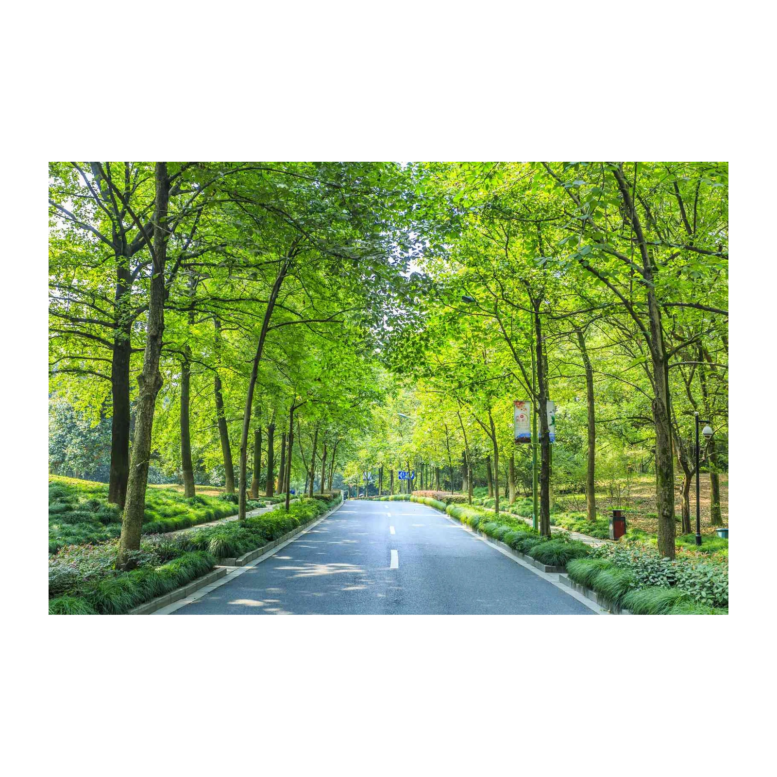 Serene Tree Lined Road Wall Art