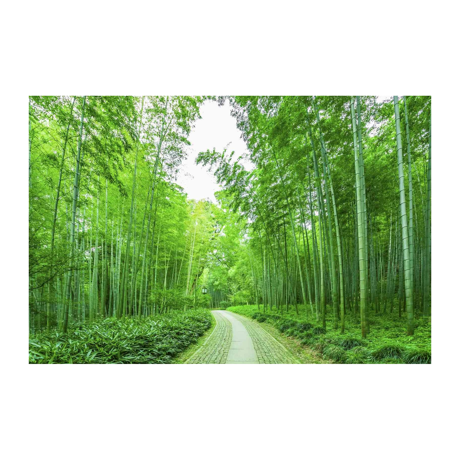Tranquil Bamboo Forest Path Wall Art