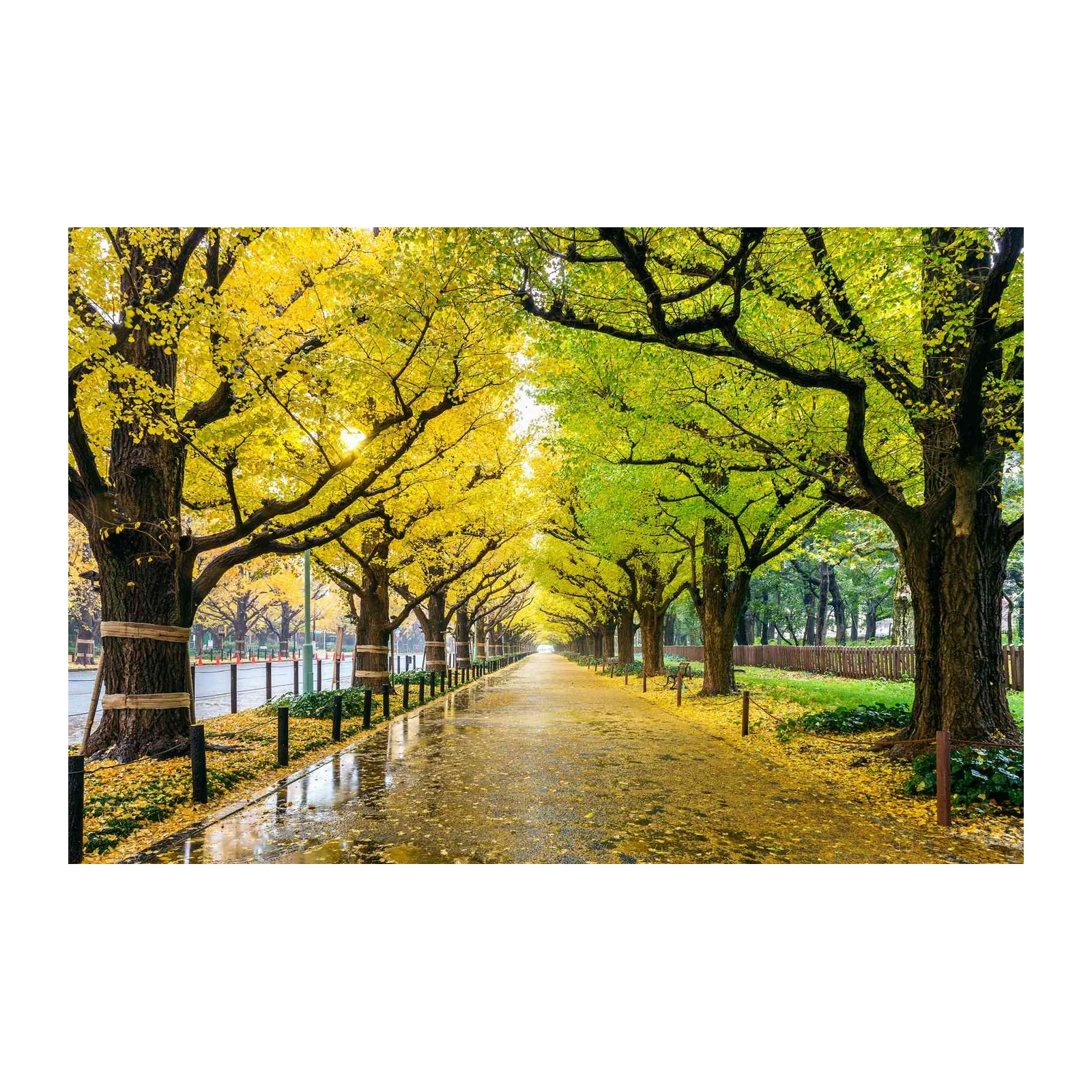 Golden Autumn Path Wall Art