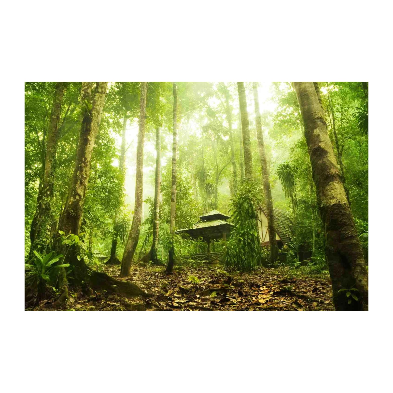 Misty Rainforest Escape Wall Art