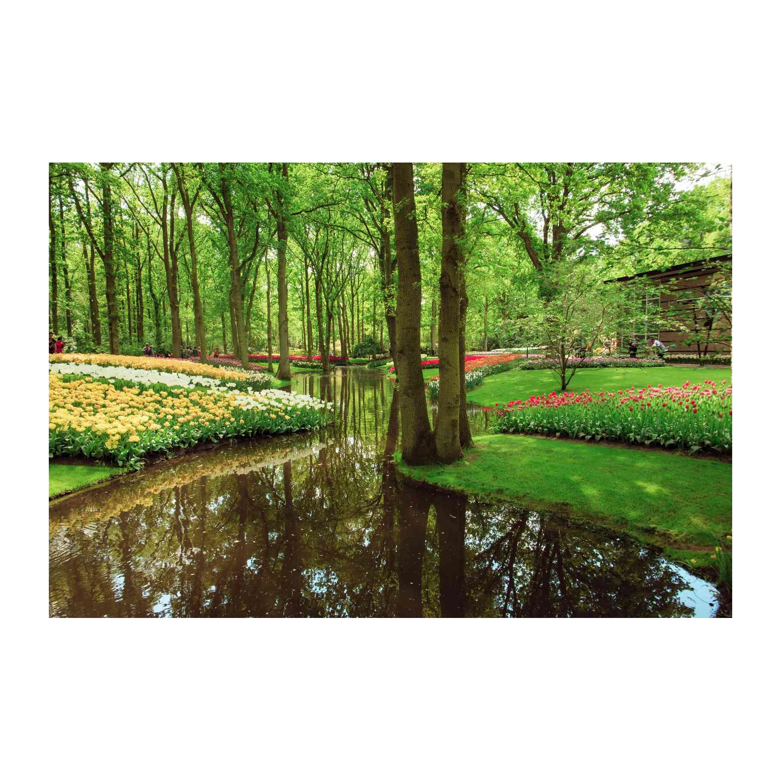 Serene Tulip Garden Reflections Wall Art