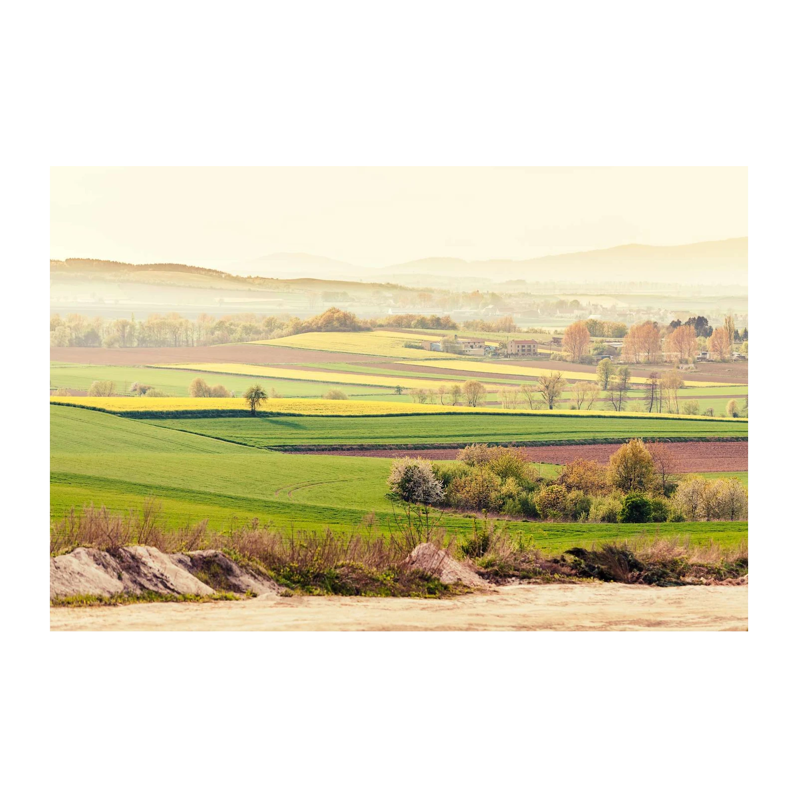 Golden Fields Landscape Wall Art