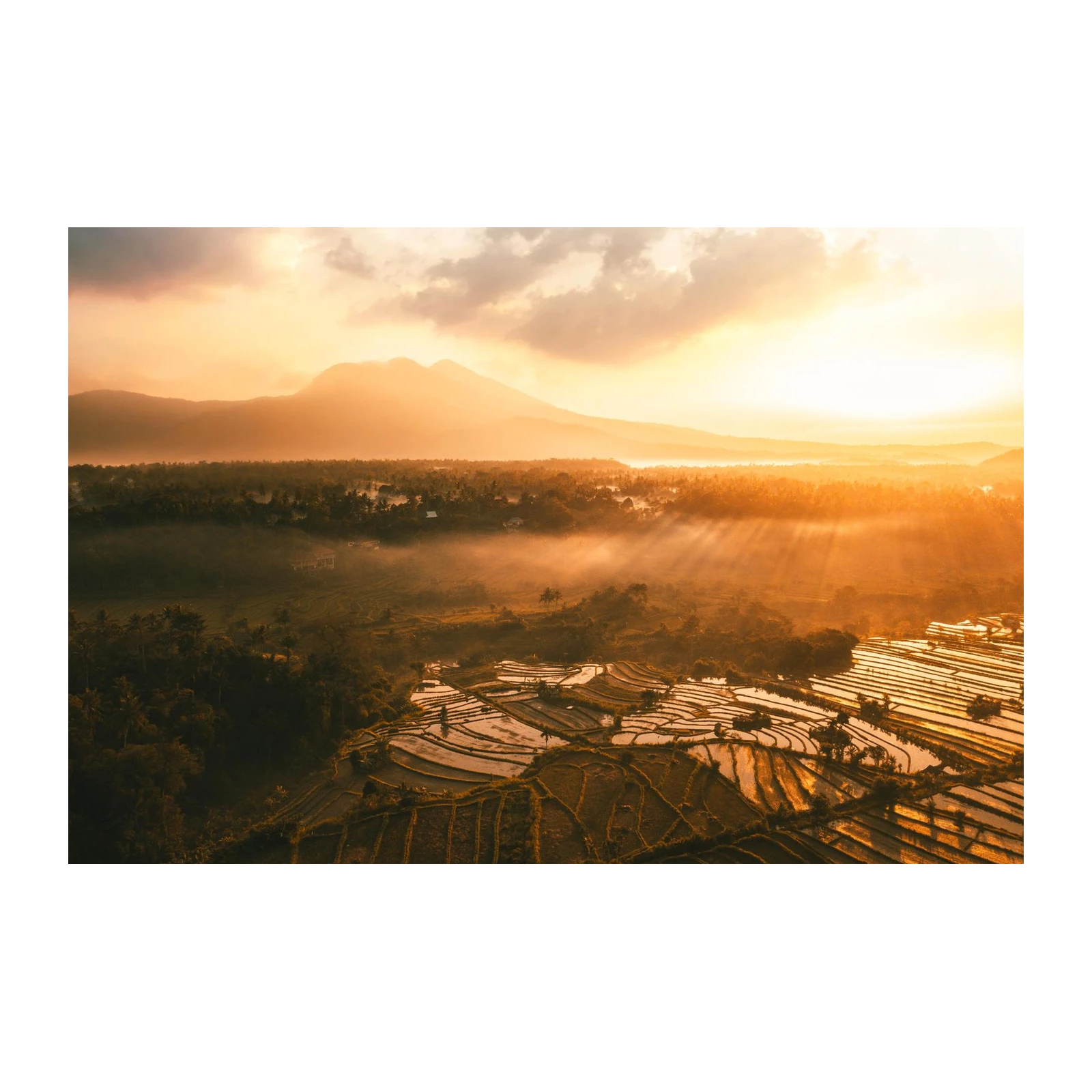 Golden Hour Rice Terraces Wall Art