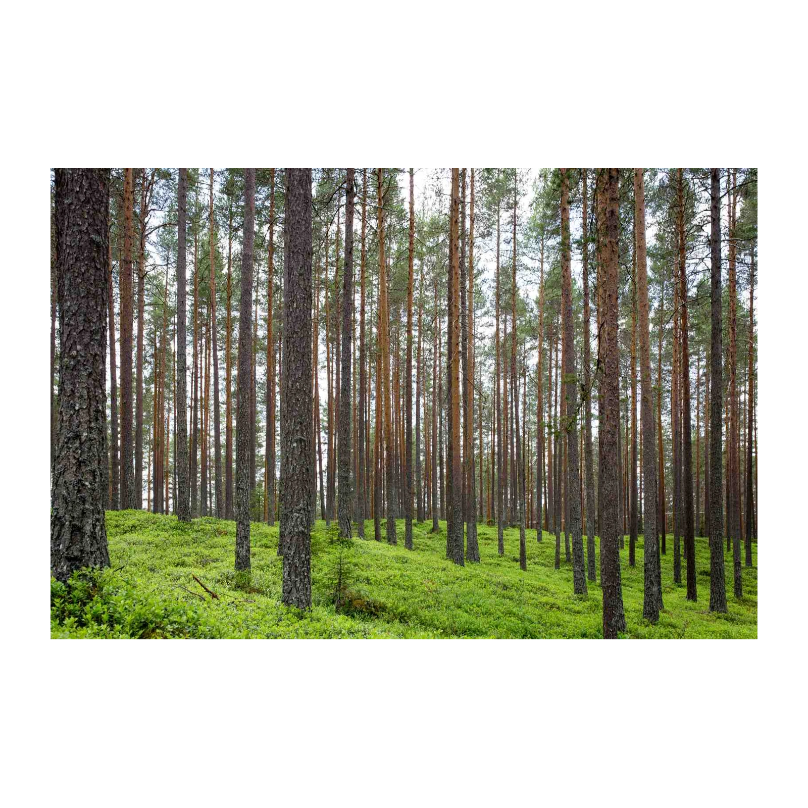 Serene Forest Panorama Wall Art