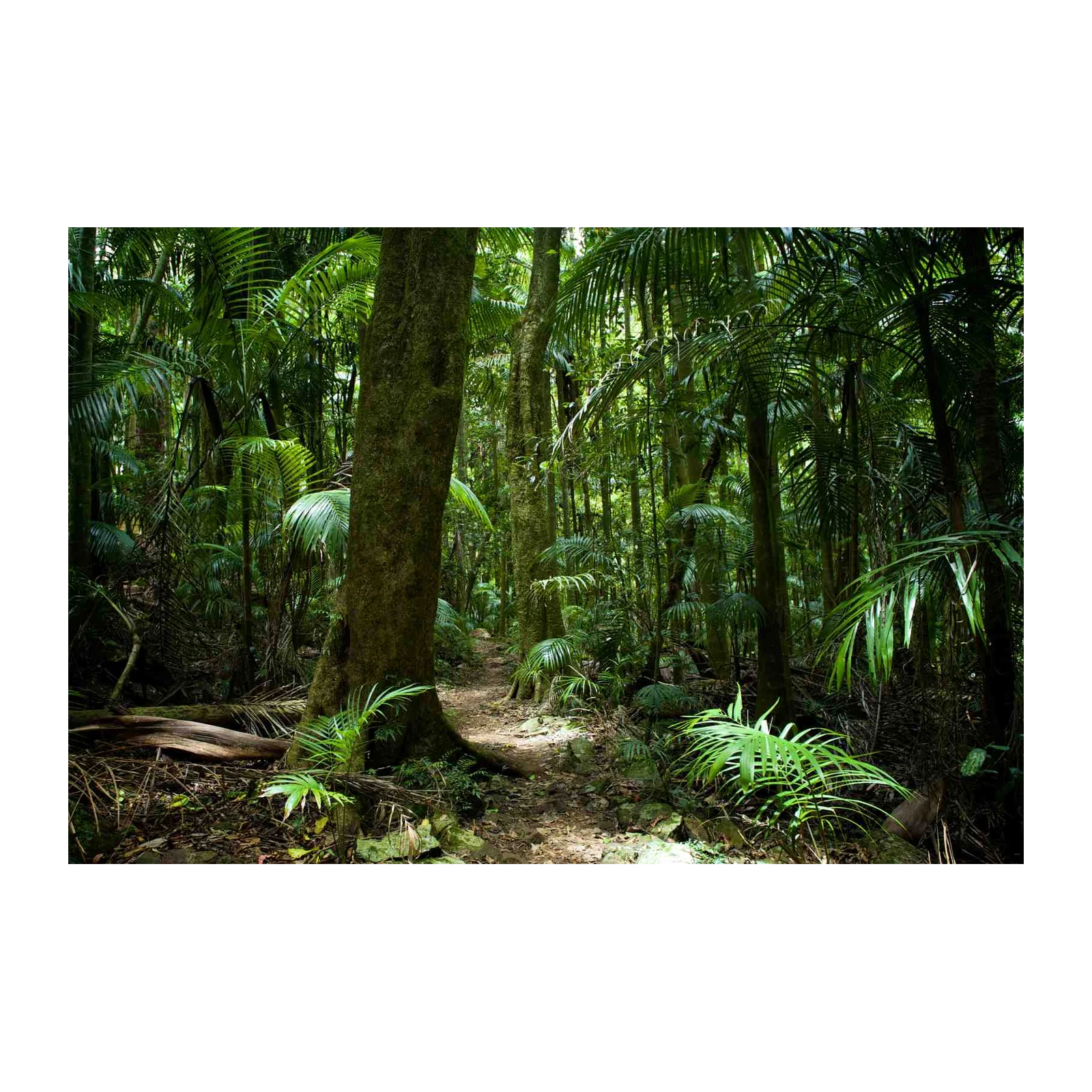Lush Rainforest Path Wall Art