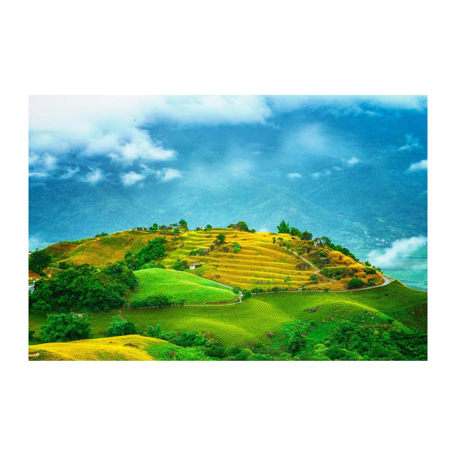 Vibrant Daylily Hillside Serenity Wall Art