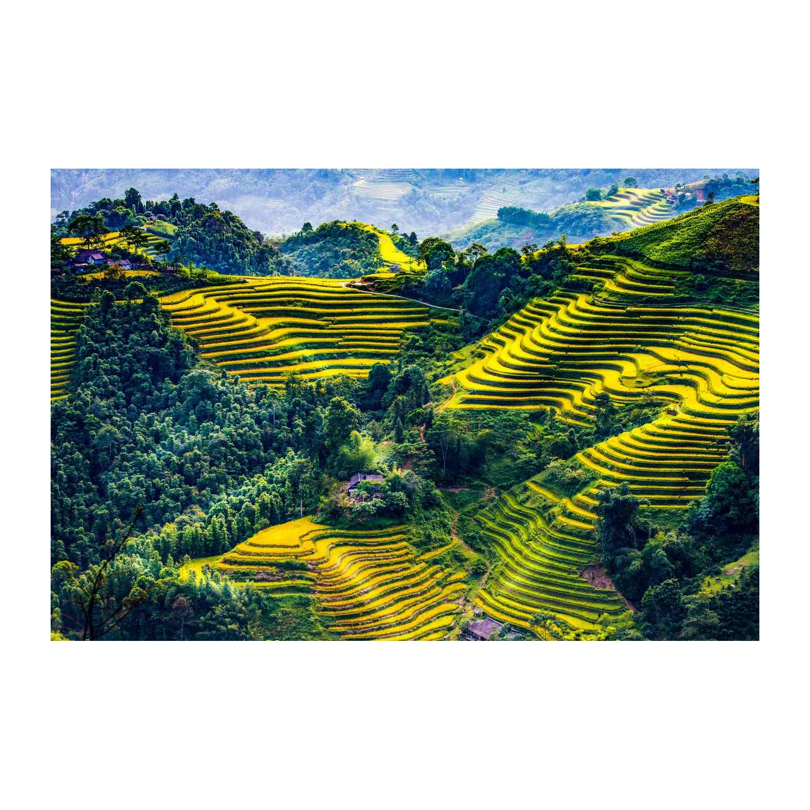 Golden Terraced Rice Fields Wall Art