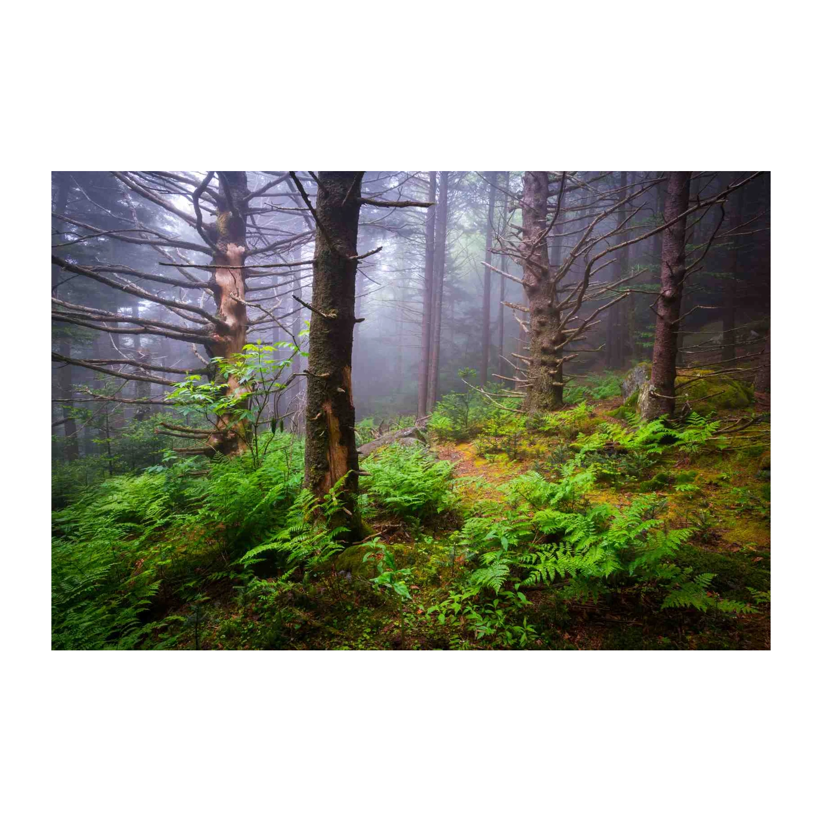 Misty Forest Path Serenity Wall Art