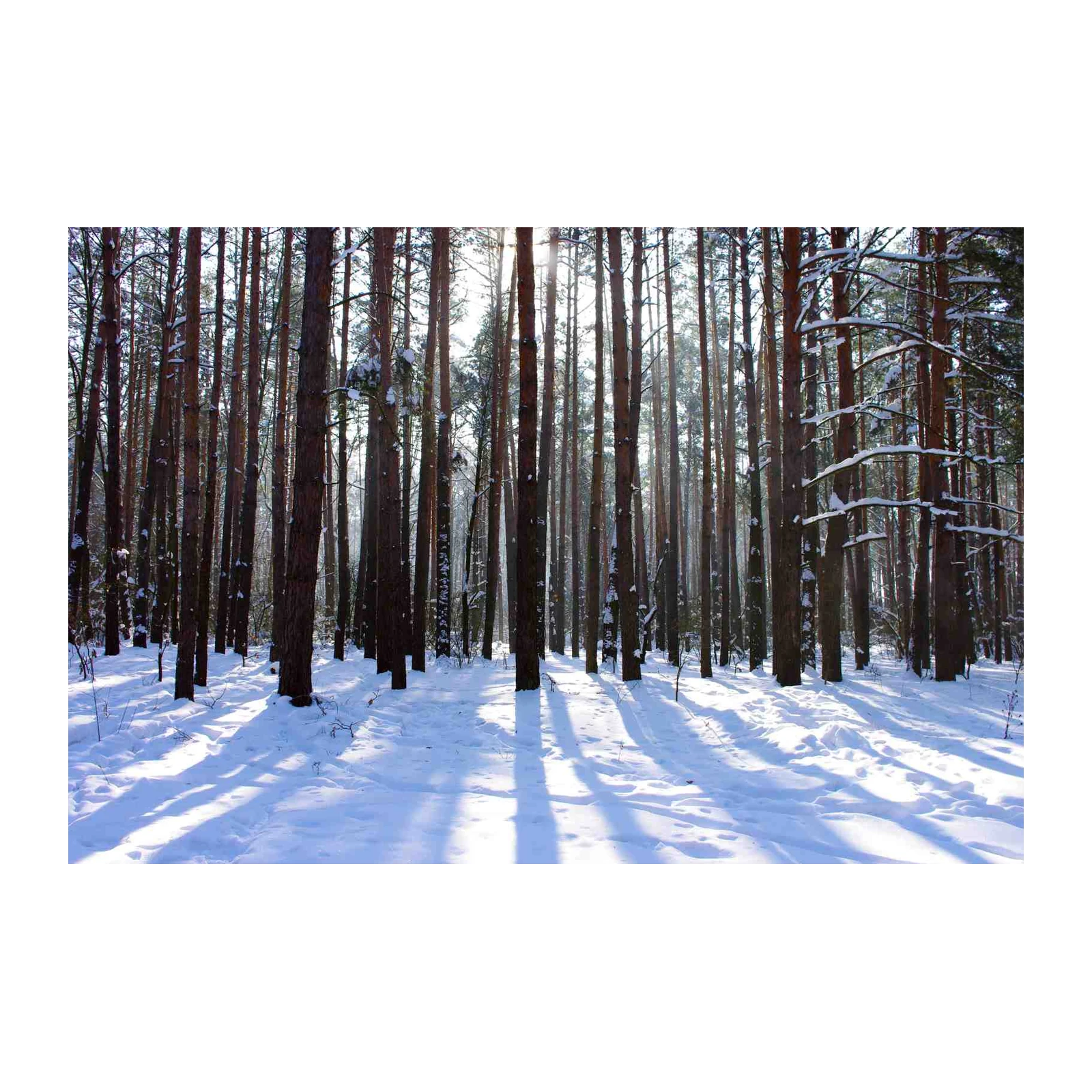 Winter Forest Sun Rays Wall Art