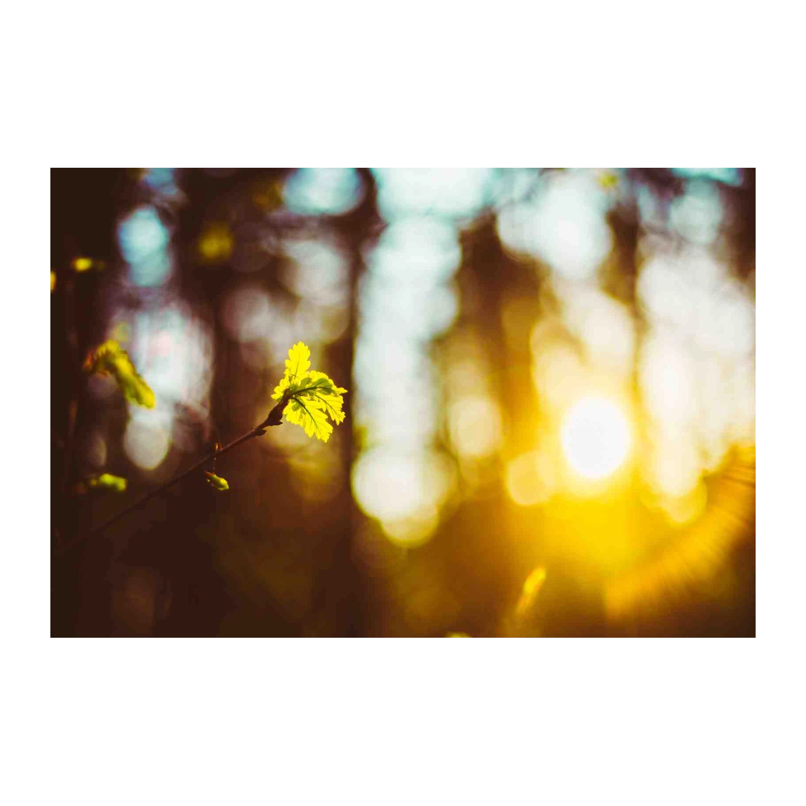 Golden Sunlit Leaves Spring Nature Wall Art