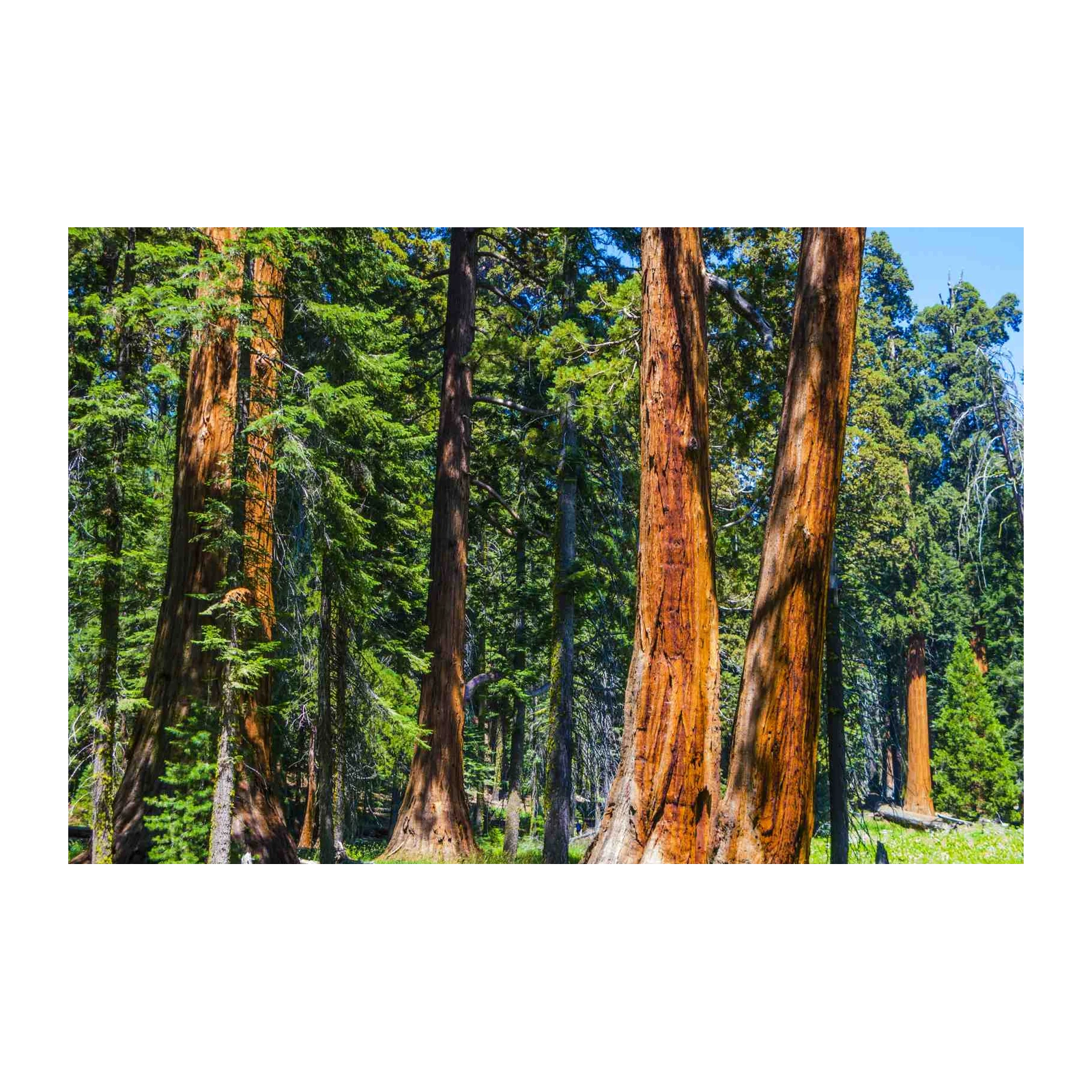 Majestic Redwoods Forest Wall Art