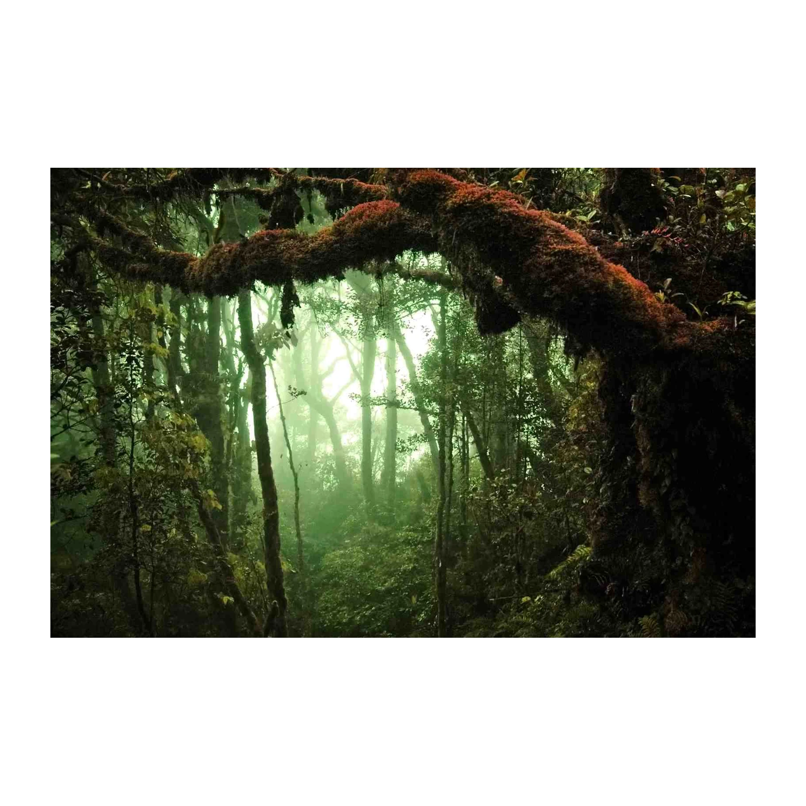 Misty Rainforest Canopy Wall Art