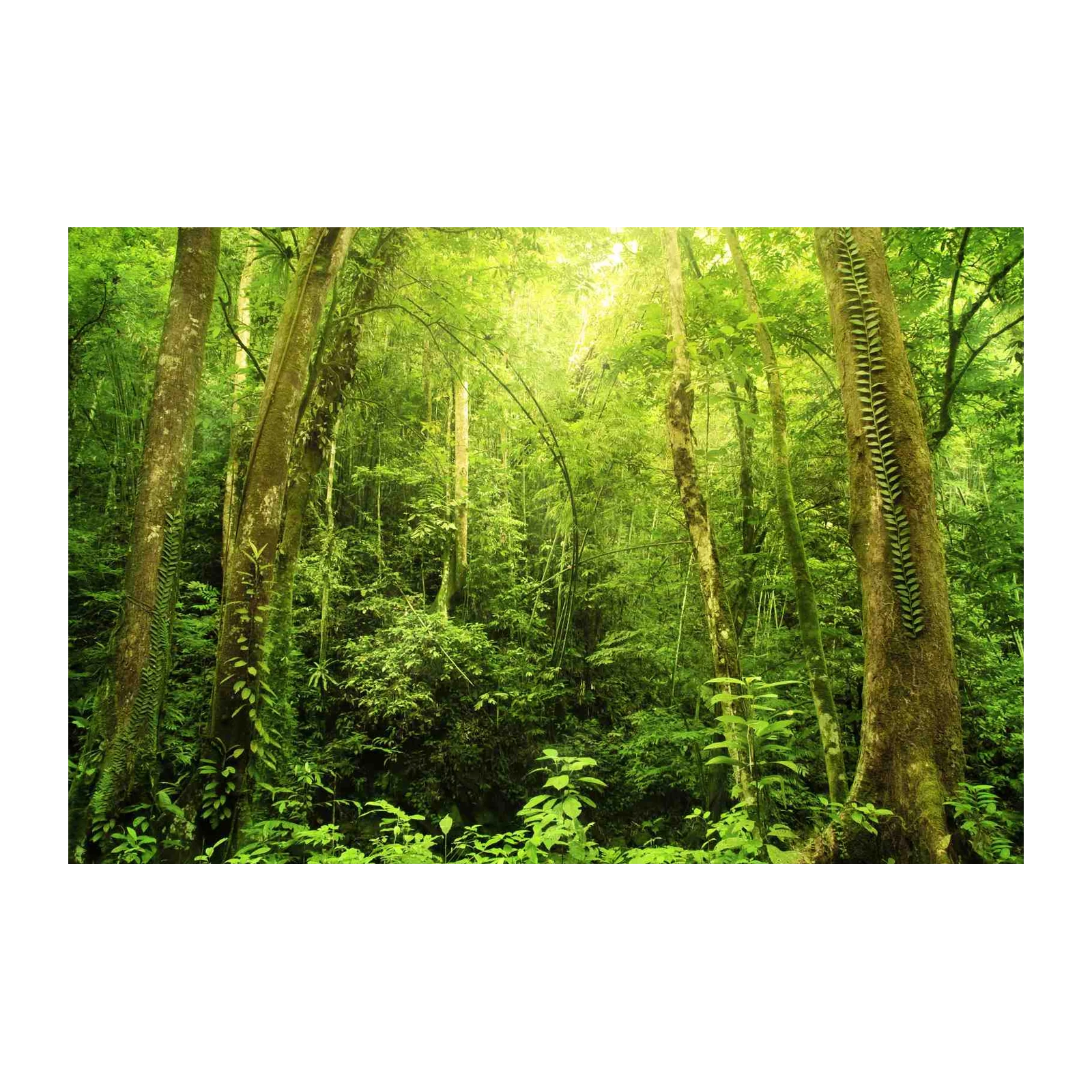 Lush Rainforest Canopy Wall Art