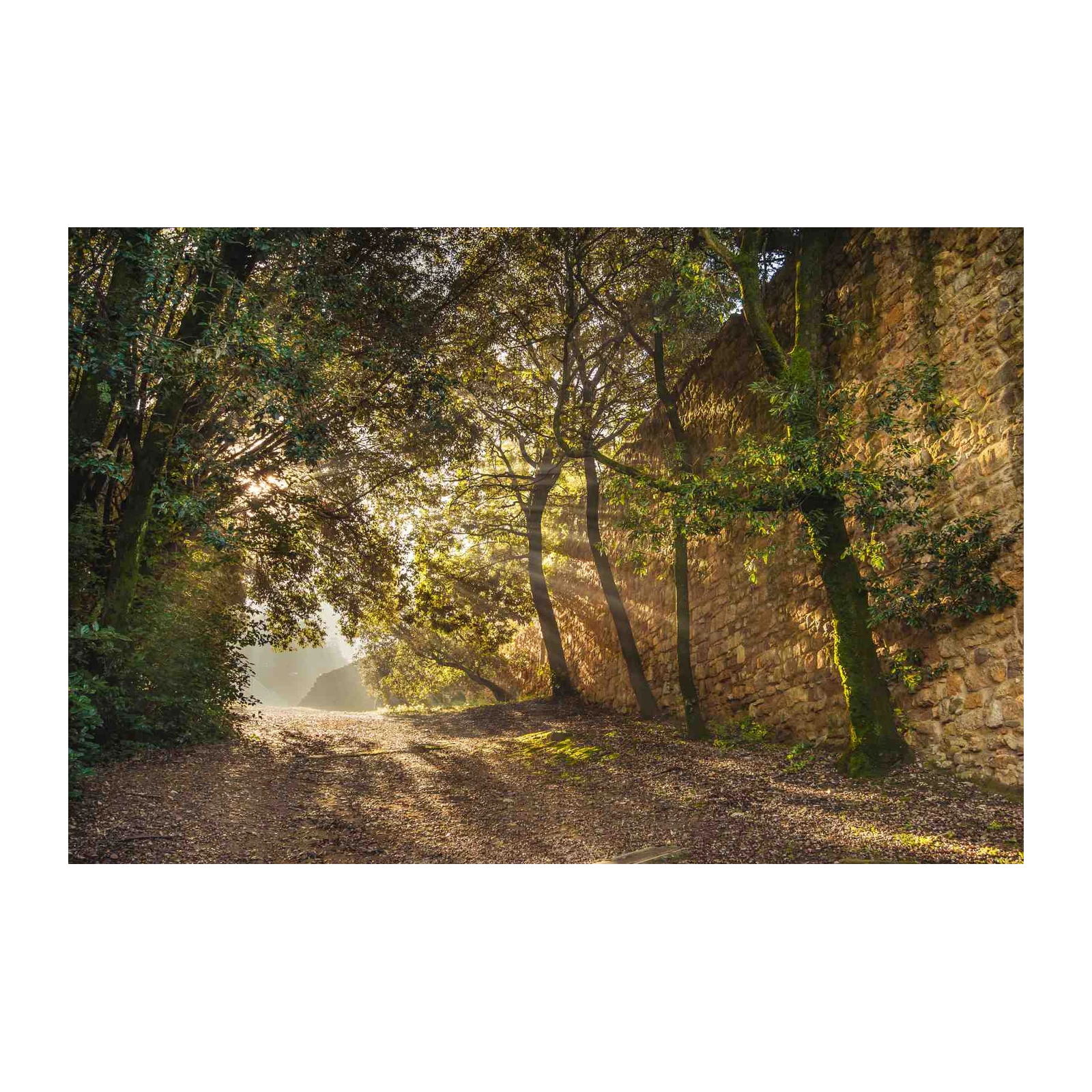 Sunlit Tuscan Path Wall Art