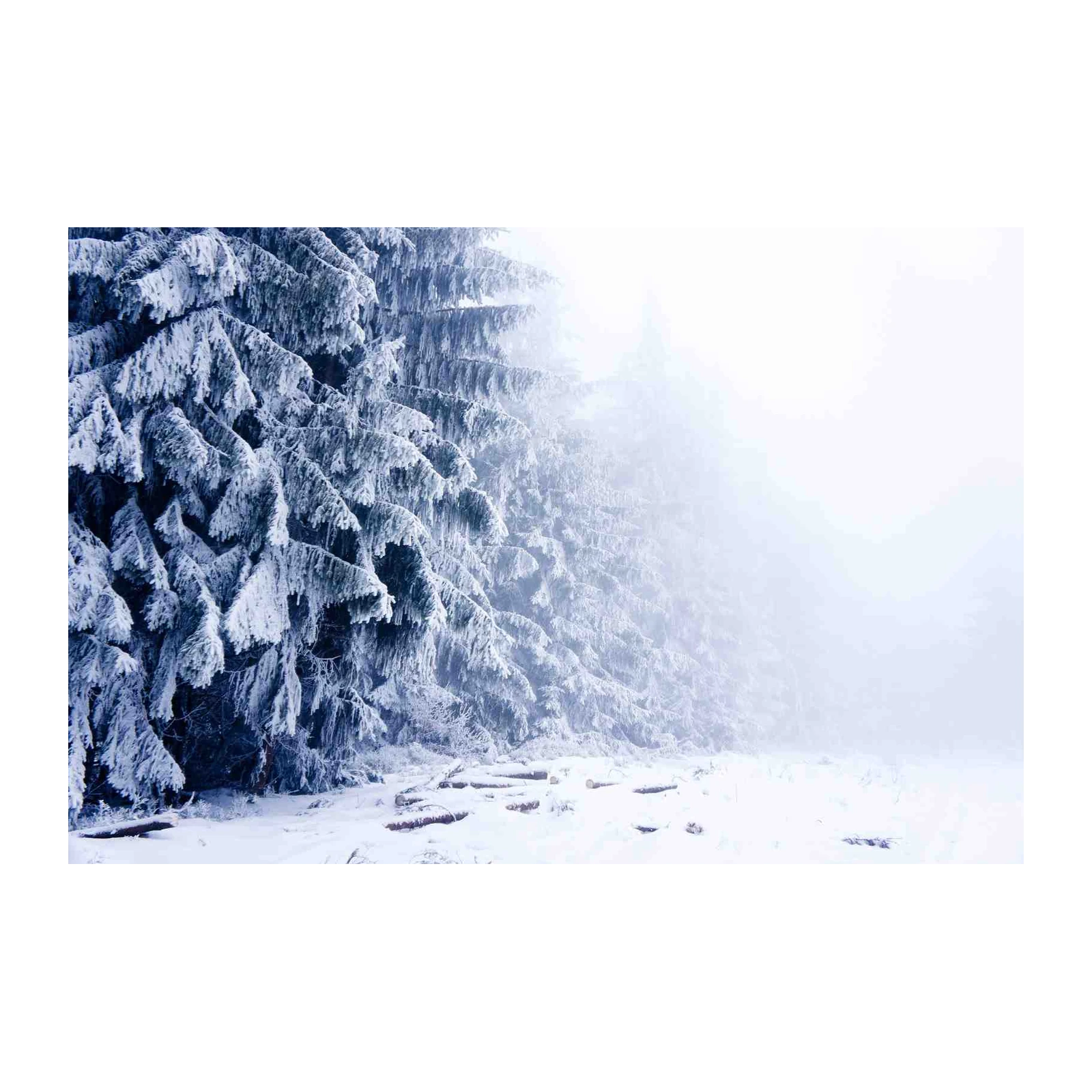 Frosty Forest Serenity Winter Landscape Wall Art
