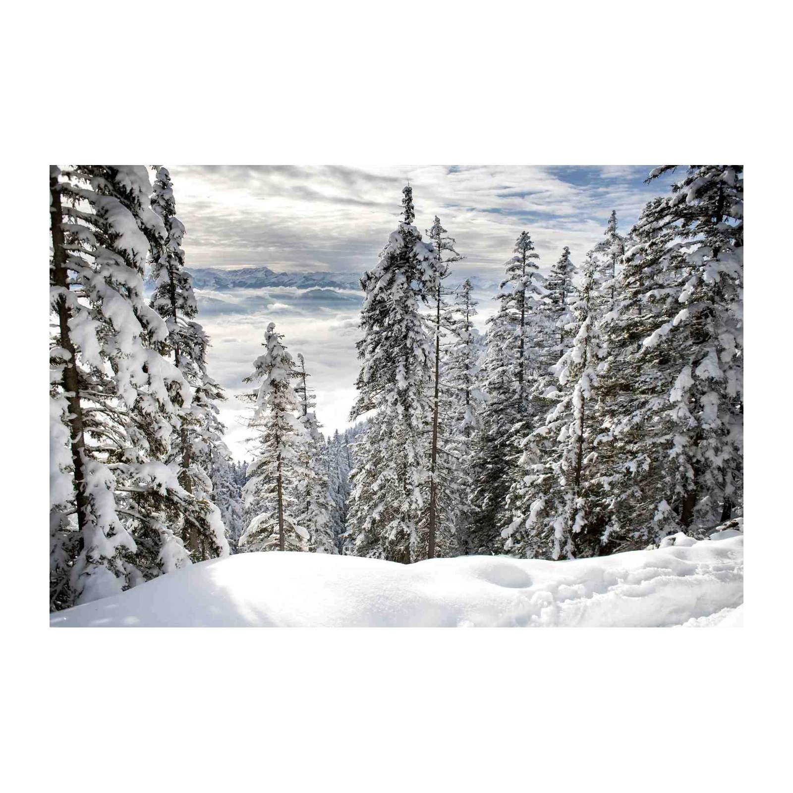 Winter Forest Snowscape Wall Art