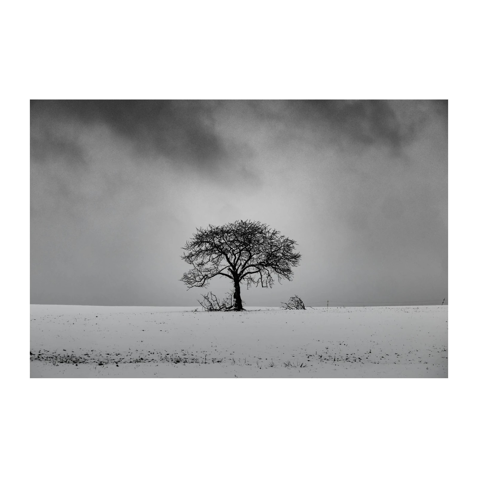 Lone Winter Tree B&W Wall Art