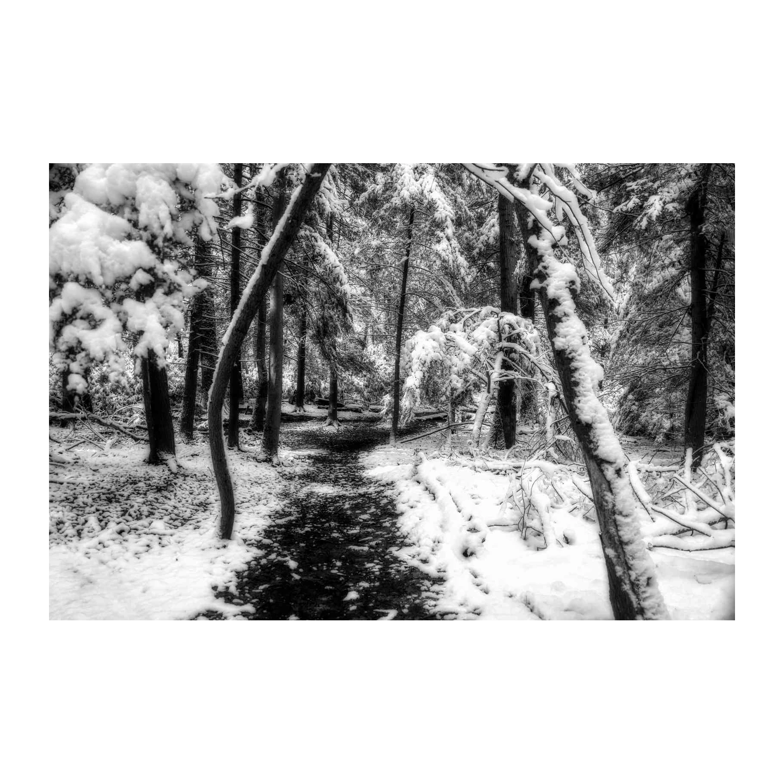 Enchanting Winter Forest Path Wall Art