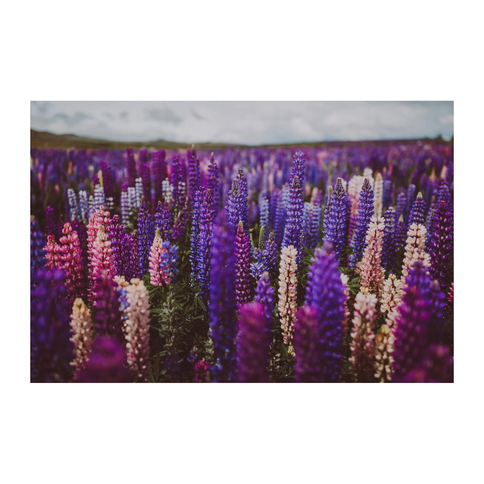 Vibrant Lupine Field Wall Art