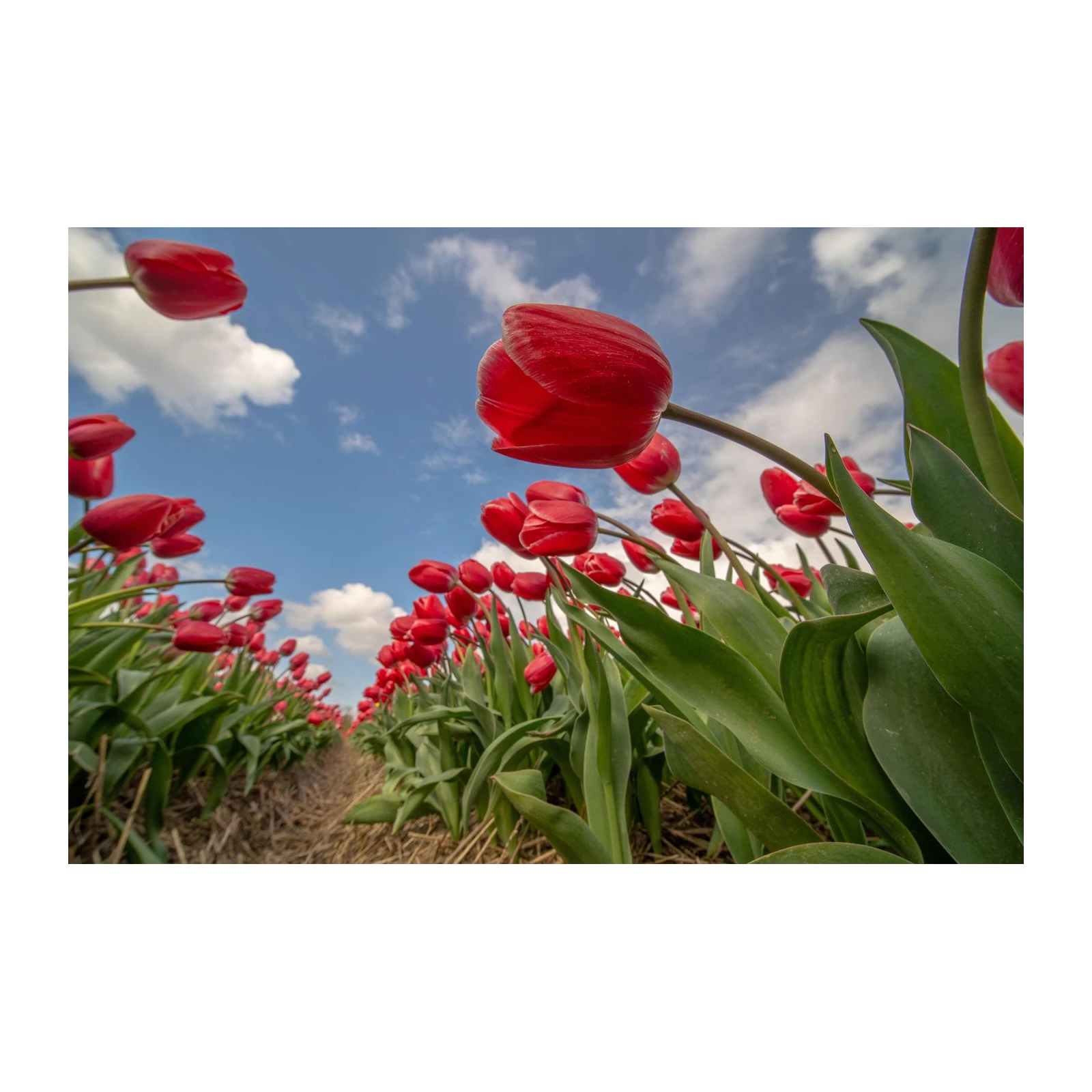 Vibrant Red Tulips Field Wall Art