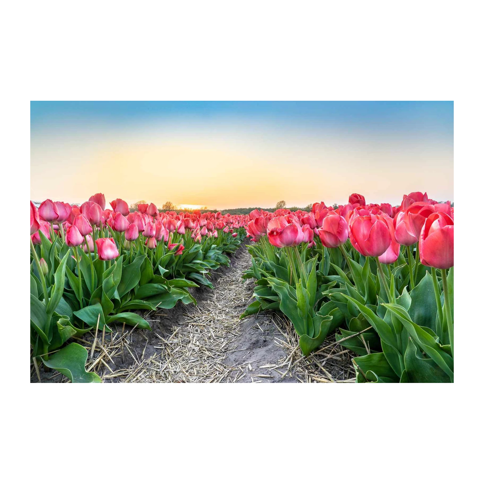 Vibrant Pink Tulip Field Sunset Wall Art