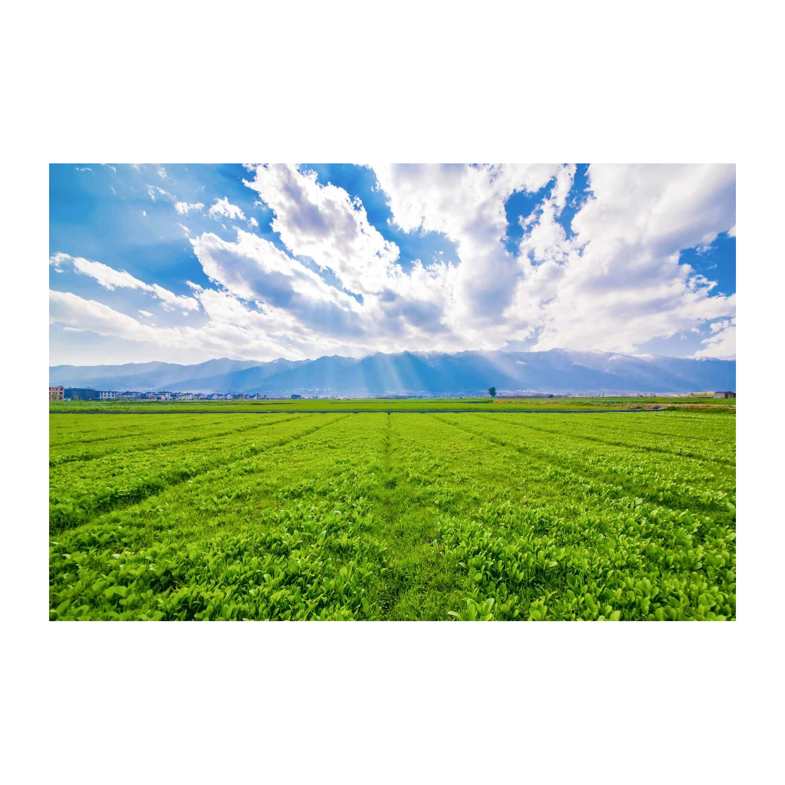 Verdant Field Landscape Nature Wall Art